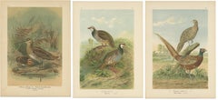 Set of 3 Antique Bird Prints by Naumann, circa 1895
