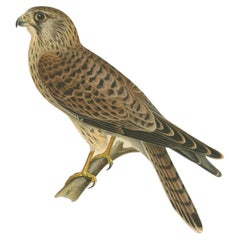 Set of 3 Antique Bird Prints of Kestrel by Von Wright, 1929