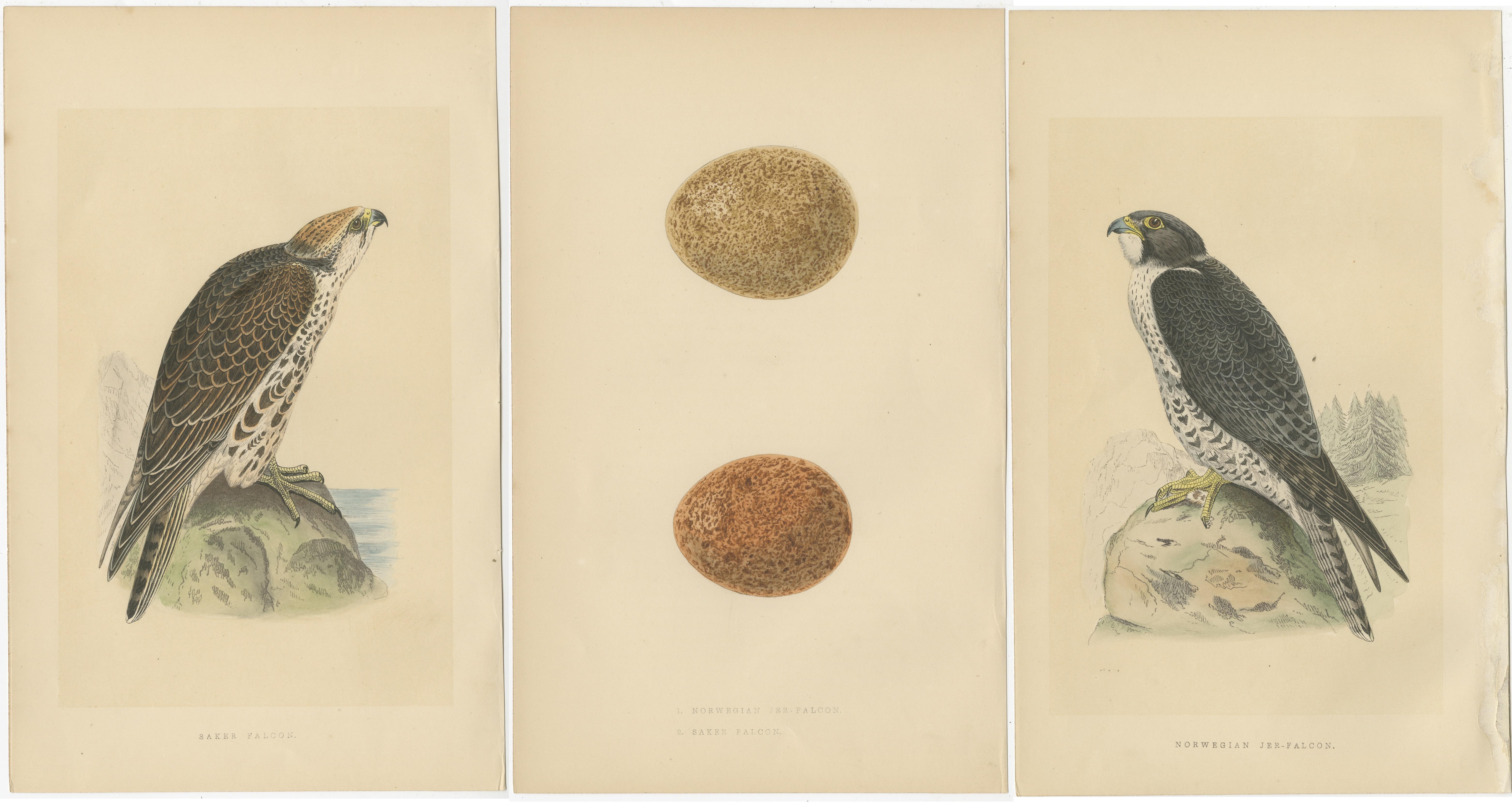 These antique bird prints are part of a set of three depicting a saker falcon, Norwegian jer-falcon, and their eggs. They originate from the book titled 'A history of the birds of Europe, not observed in the British Isles,' authored by Charles