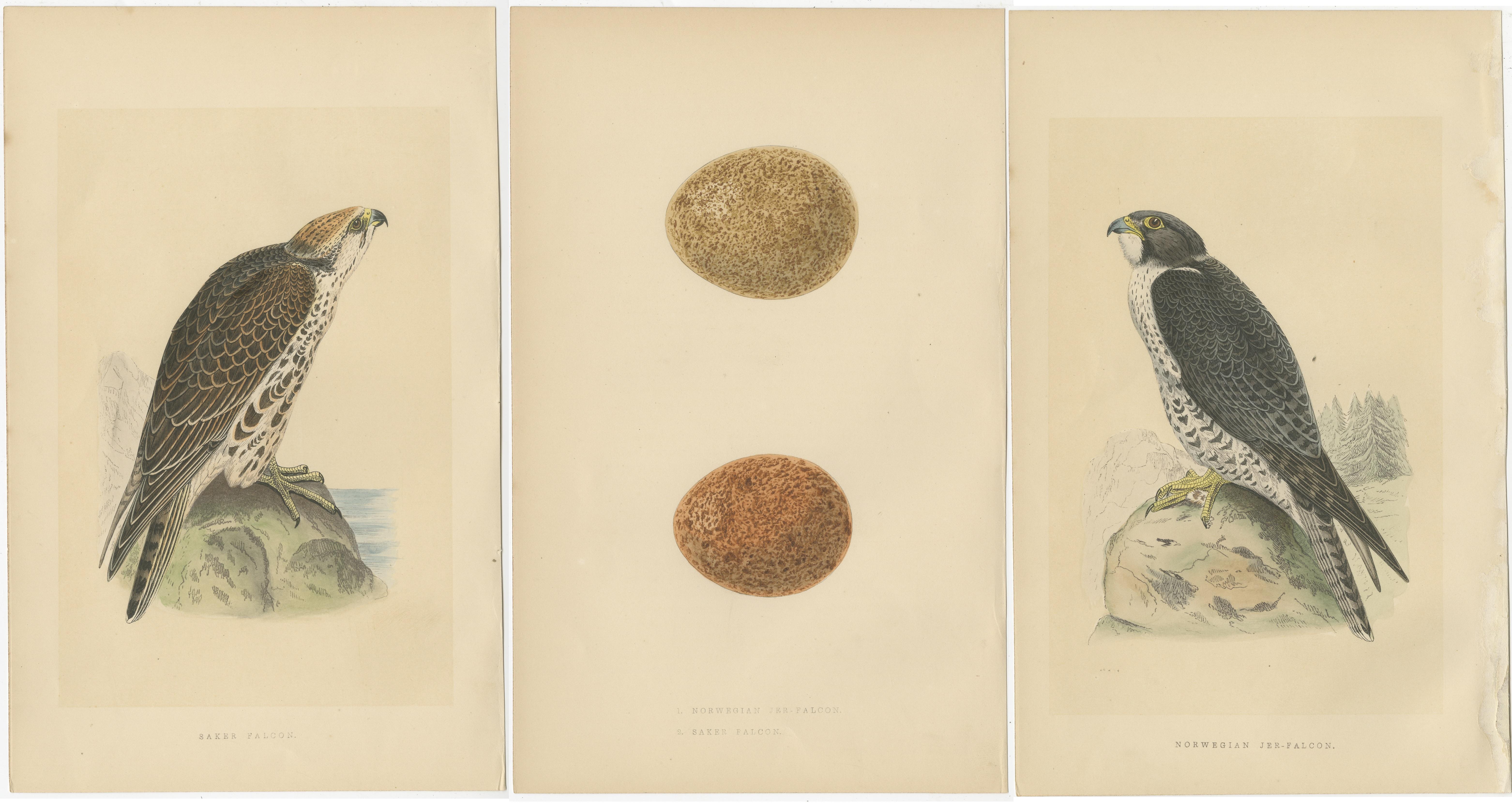 Ces gravures anciennes d'oiseaux font partie d'une série de trois représentant un faucon saker, un faucon jer norvégien et leurs œufs. Elles proviennent du livre intitulé 