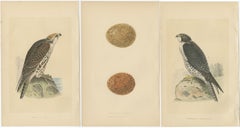 Set of 3 Antique Bird Prints of Two Falcons and Their Eggs, circa 1860