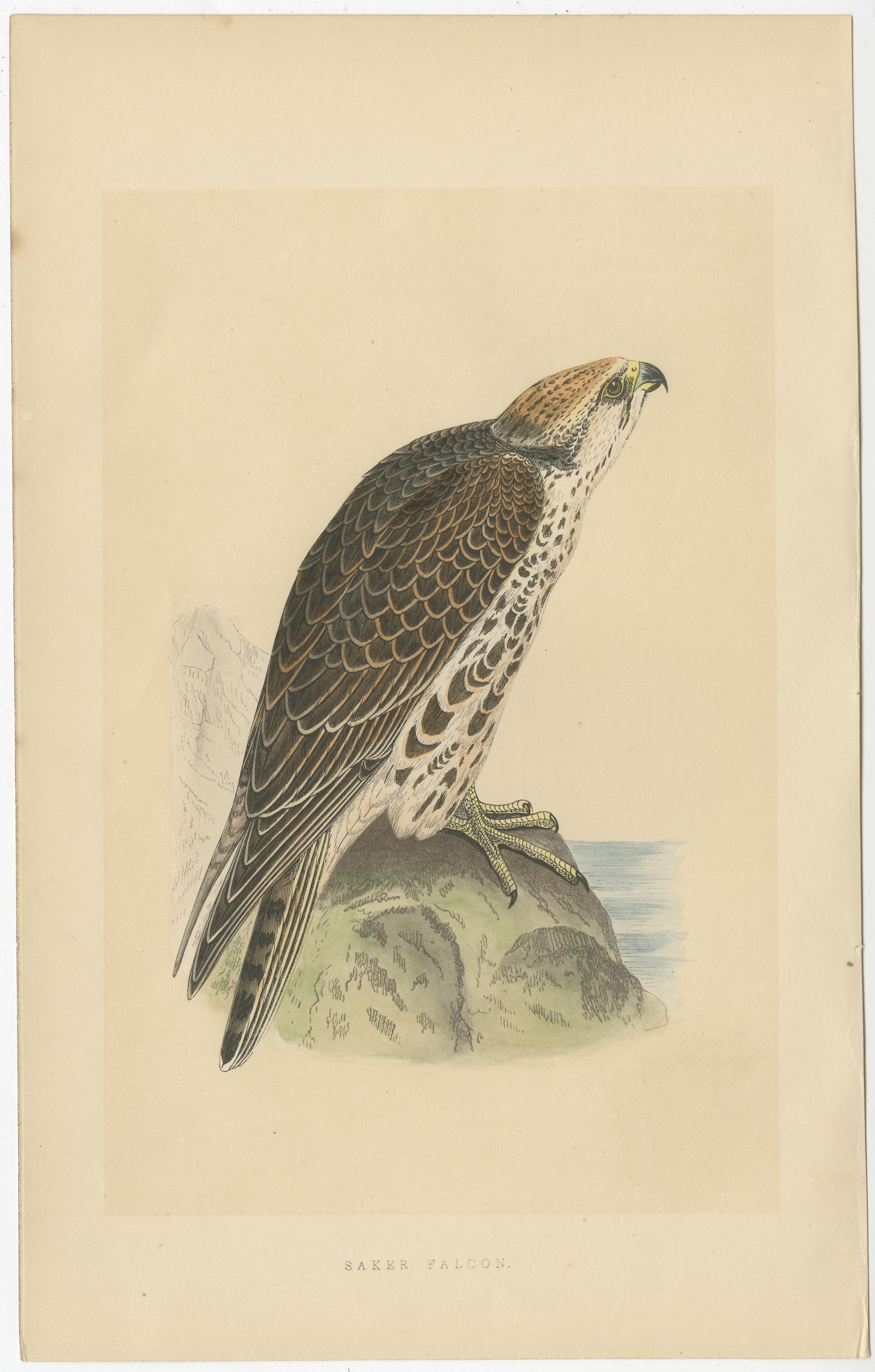 Ensemble de 3 gravures anciennes d'oiseaux représentant deux Falcons et leurs oeufs, vers 1860 Bon état - En vente à Langweer, NL