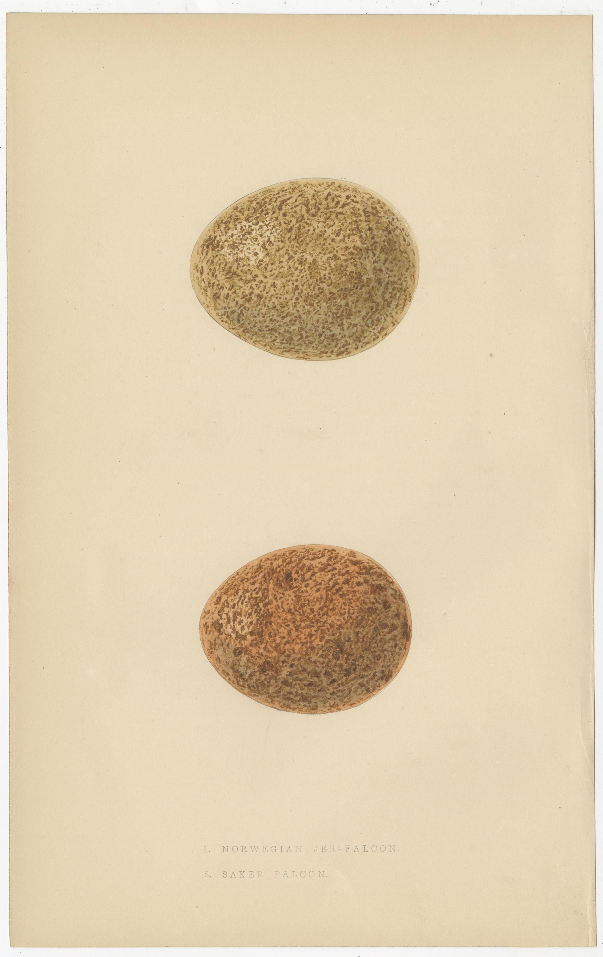 19th Century Set of 3 Antique Bird Prints of Two Falcons and Their Eggs, circa 1860 For Sale