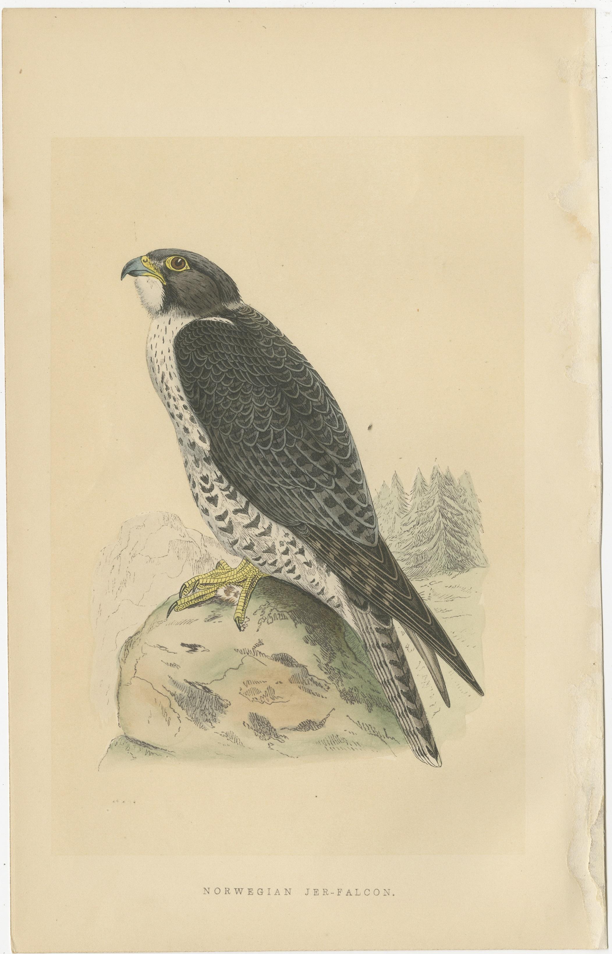 Paper Set of 3 Antique Bird Prints of Two Falcons and Their Eggs, circa 1860 For Sale
