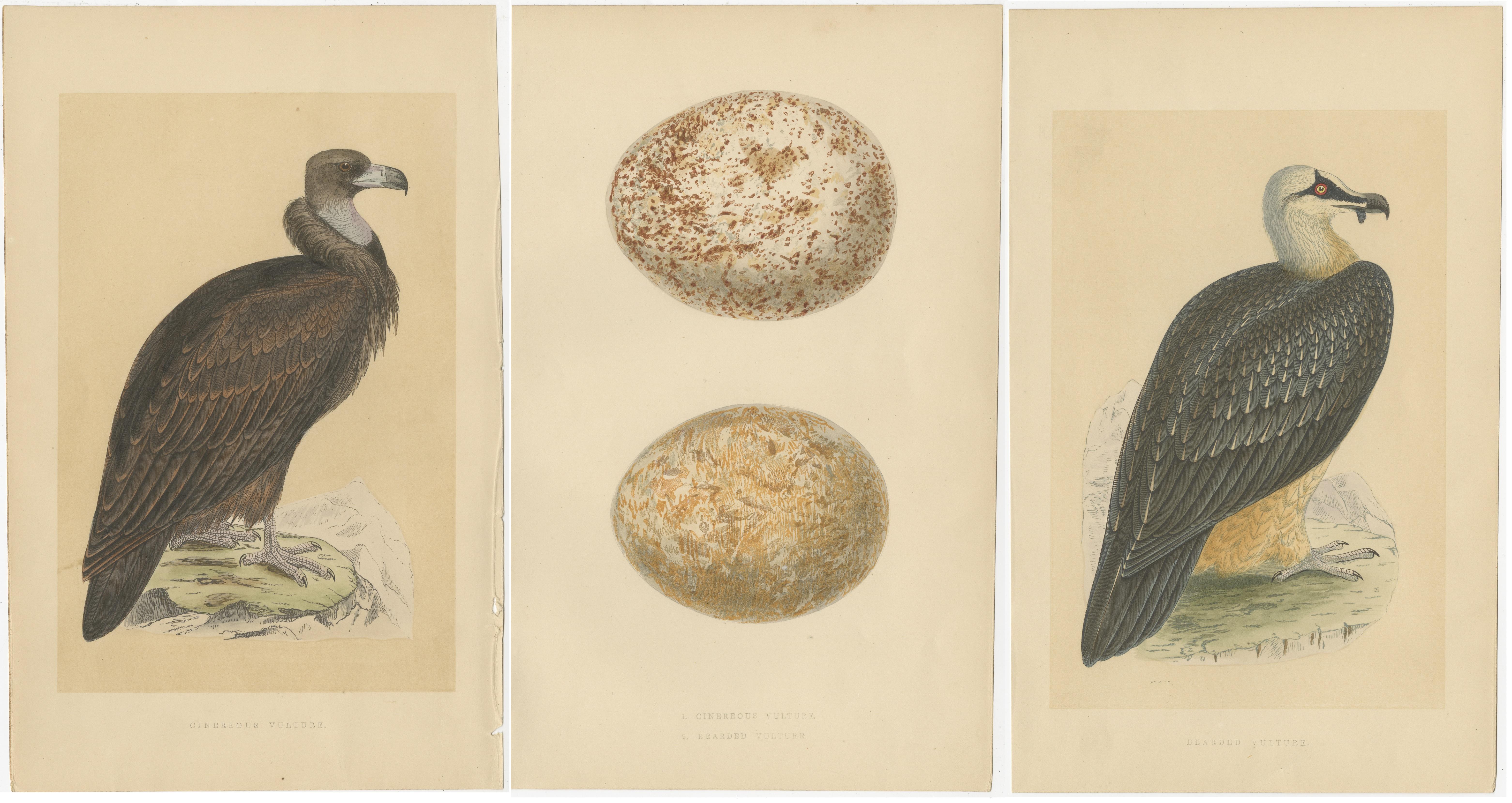 Set of three antique birds prints of a cinereous vulture, bearded vulture and their eggs. These prints originate from 'A history of the birds of Europe, not observed in the British Isles' by Charles Robert Bree and Benjamin Fawcett. Published circa