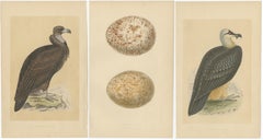 Set of 3 Antique Bird Prints of Two Vultures and Their Eggs