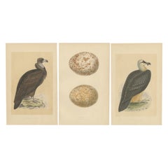 Ensemble de 3 estampes anciennes d'oiseaux représentant deux vulnérateurs et leurs œufs