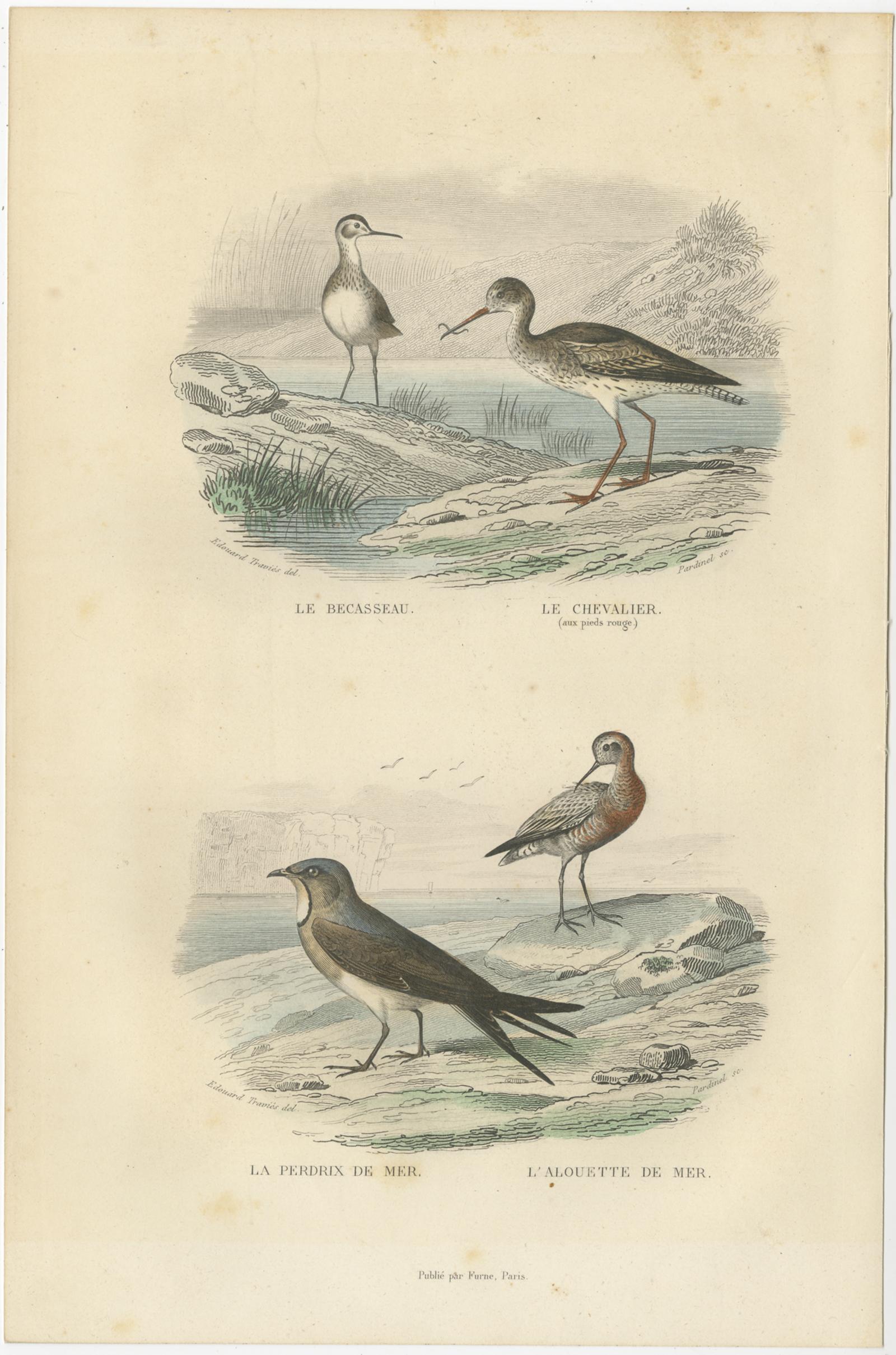 Set of three antique bird prints titled 'Le Becasseau - Le Chevalier - La Perdrix de Mer - L'Alouette de Mer' - 'Le Butor - La Spatule - La Barge Rousse - La Bécassine' - 'Le Fou de Bassan - La Mouette Blanche - Le Goéland à Manteau Gris'. These