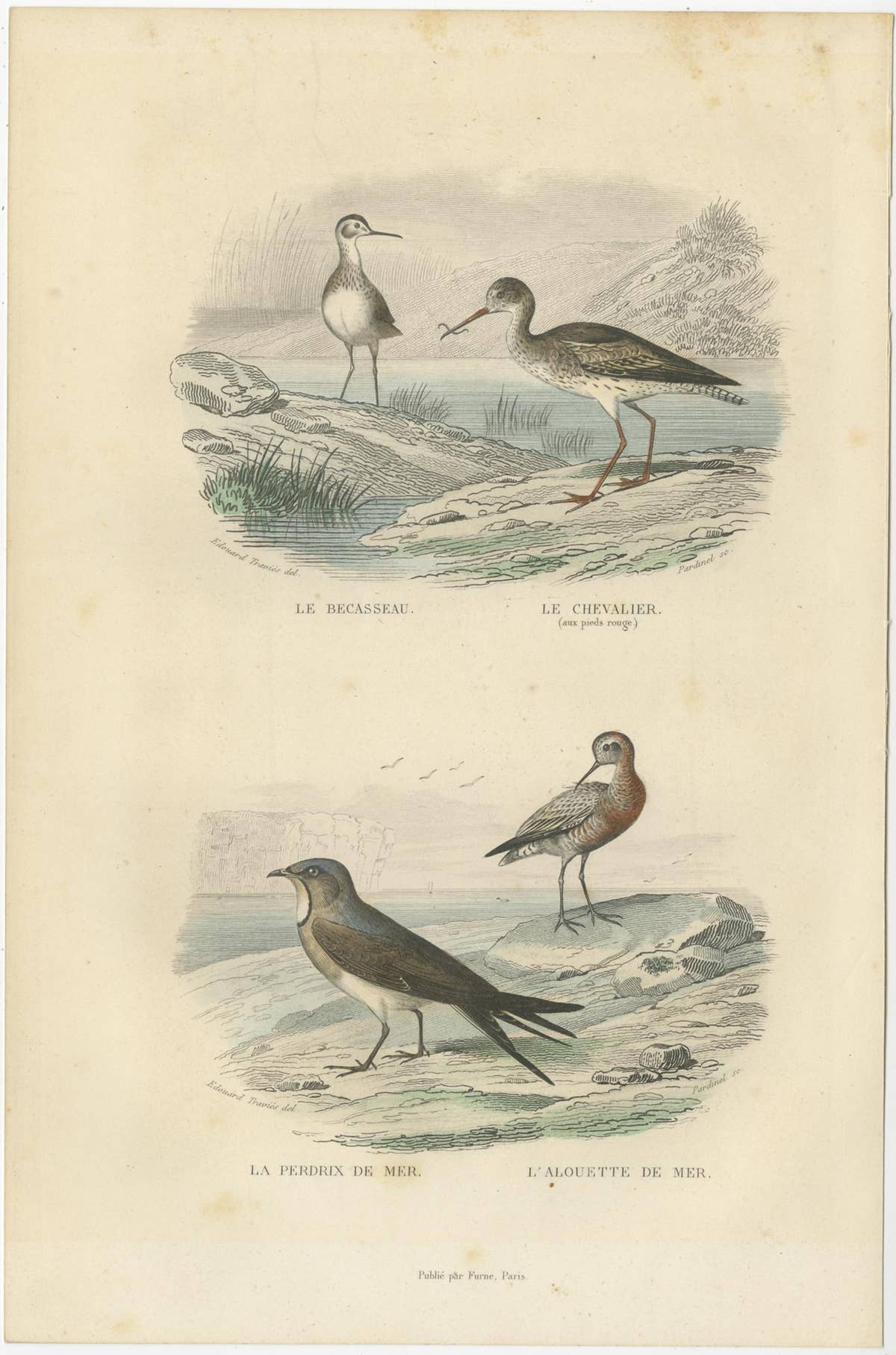 Set of 3 Antique Bird Prints of various Wading Birds and Seabirds (c.1850)