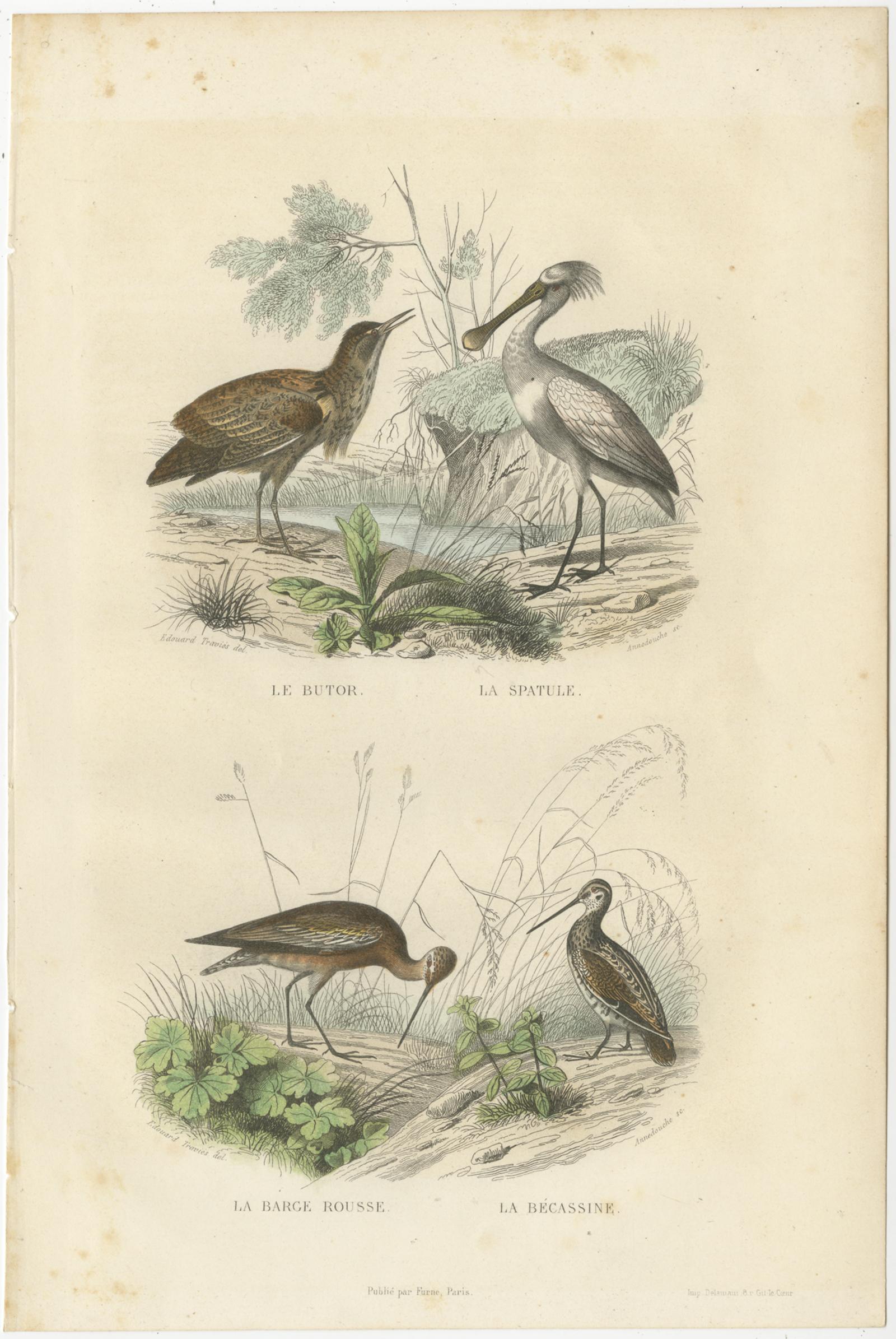 Set of 3 Antique Bird Prints of various Wading Birds and Seabirds (c.1850) In Good Condition For Sale In Langweer, NL