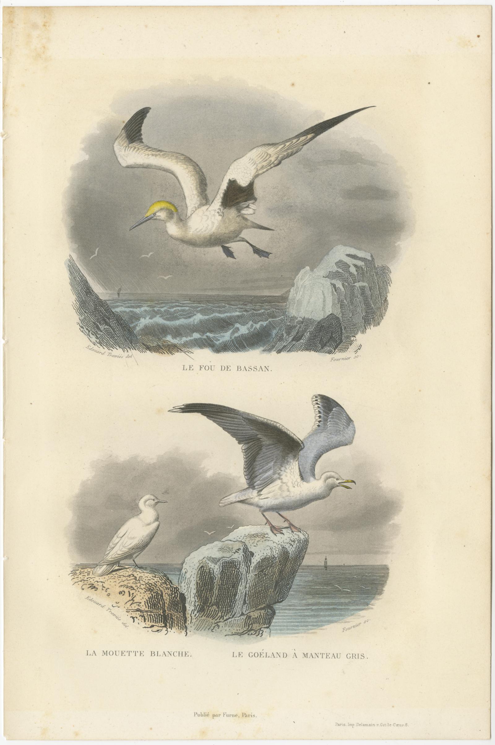 19th Century Set of 3 Antique Bird Prints of various Wading Birds and Seabirds (c.1850) For Sale