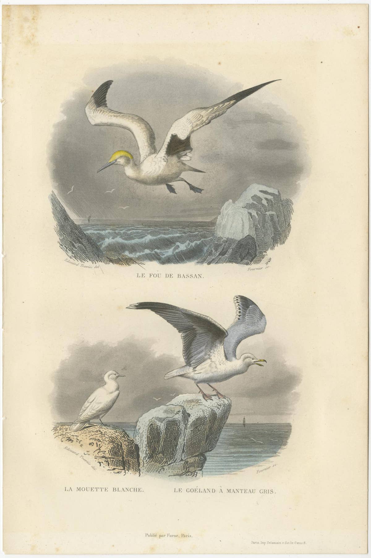Set of 3 Antique Bird Prints of various Wading Birds and Seabirds (c.1850)