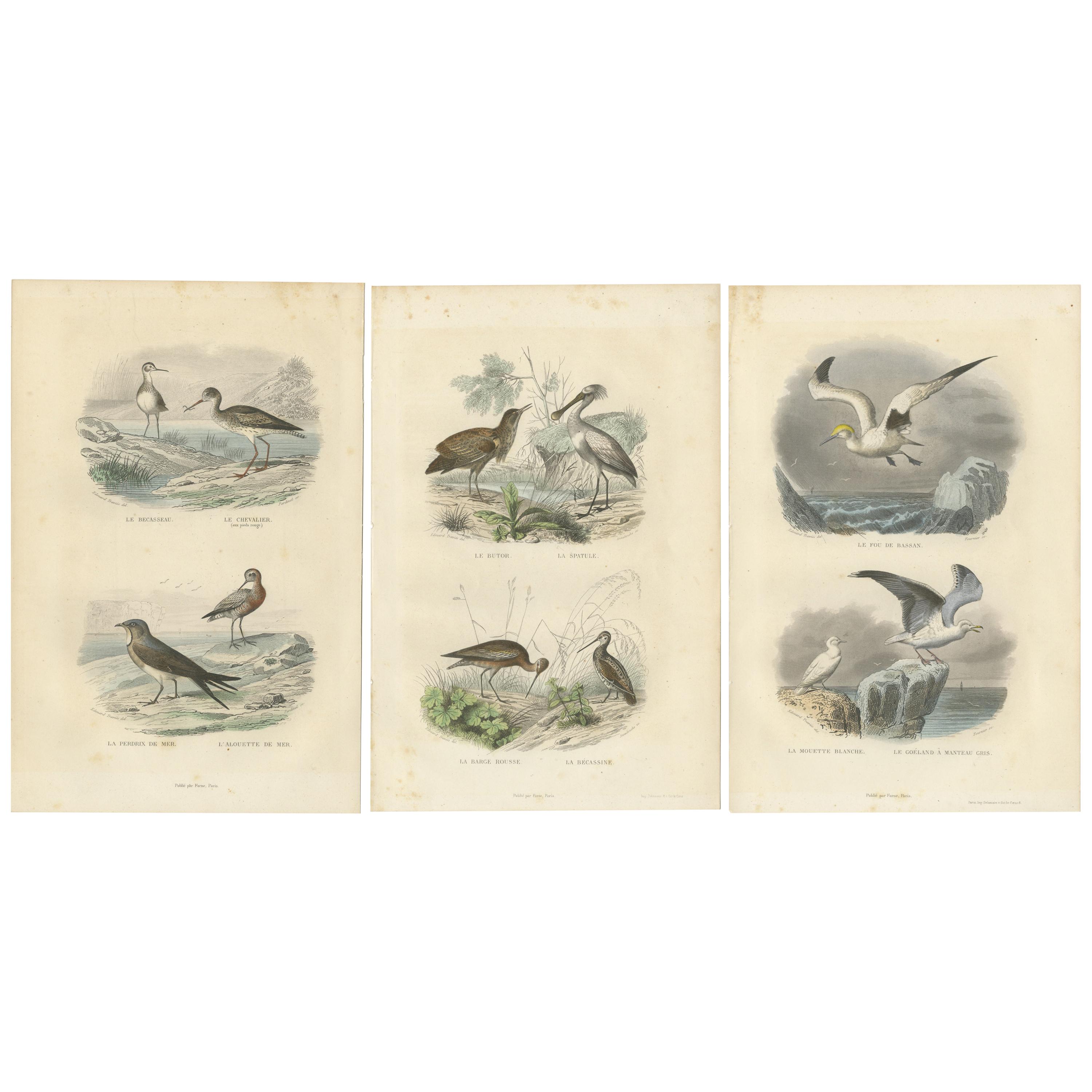 Set of 3 Antique Bird Prints of various Wading Birds and Seabirds (c.1850)