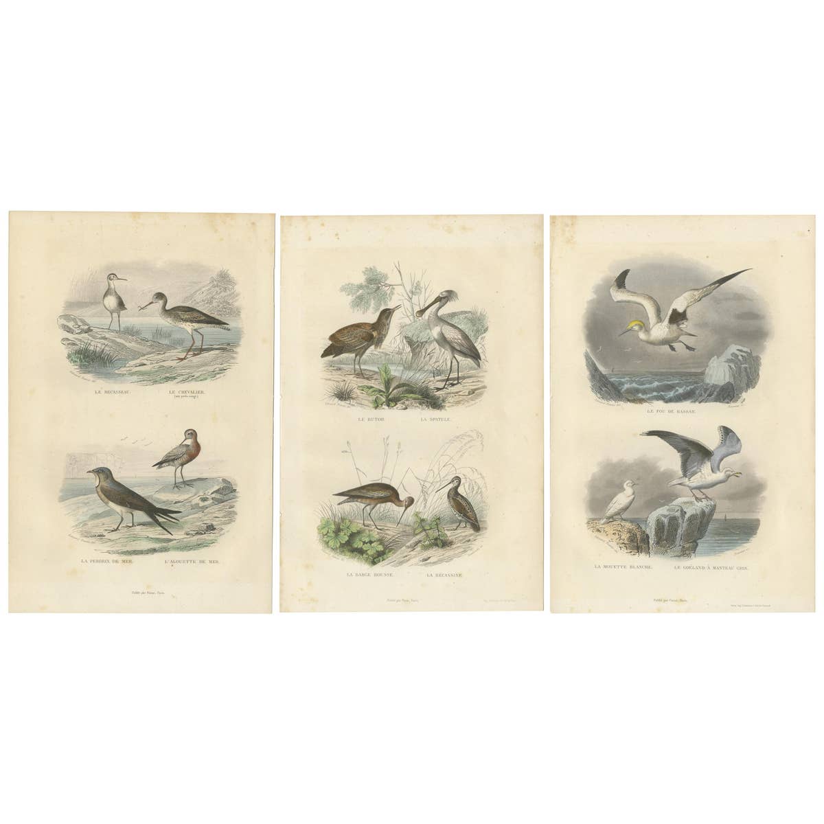 Set of 3 Antique Bird Prints of various Wading Birds and Seabirds (c.1850)
