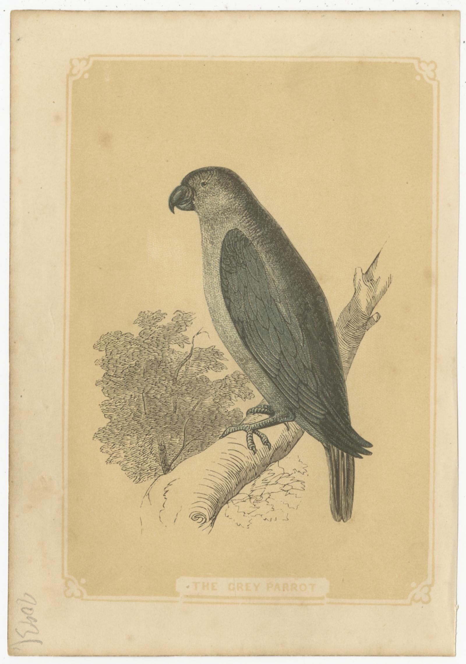 Set of three antique bird prints titled 'The Grey Parrot', 'The Paraquet' and 'Sulphur Crested Cockatoo'. 

These prints originate from 'The Natural History of The Sacred Scriptures, and Guide to General Zoology' by W. I. Bicknell. 

Published