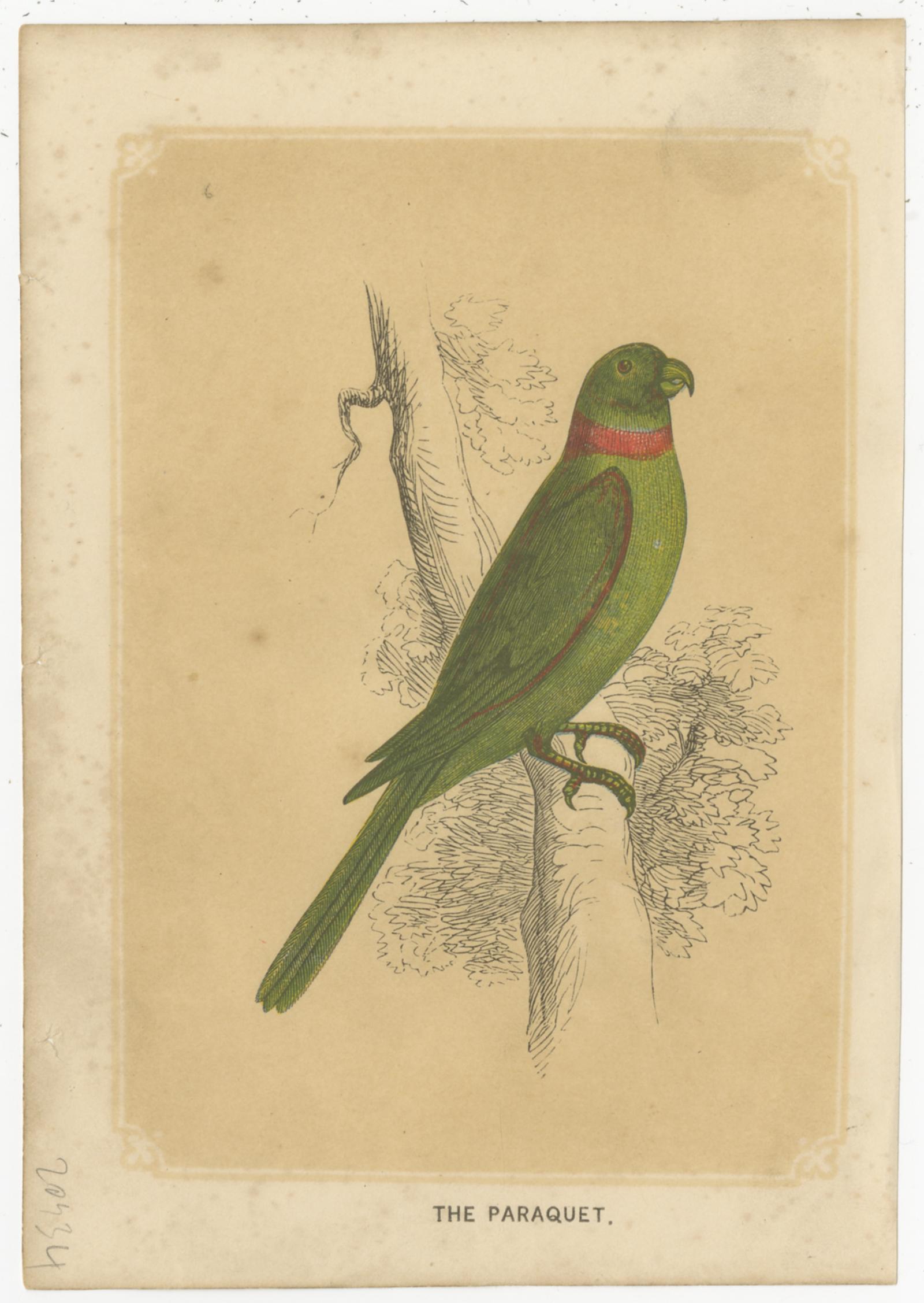 Set von 3 antiken Vogeldrucken, Papagei, Parakeet, von Bicknell, um 1855 im Zustand „Relativ gut“ im Angebot in Langweer, NL