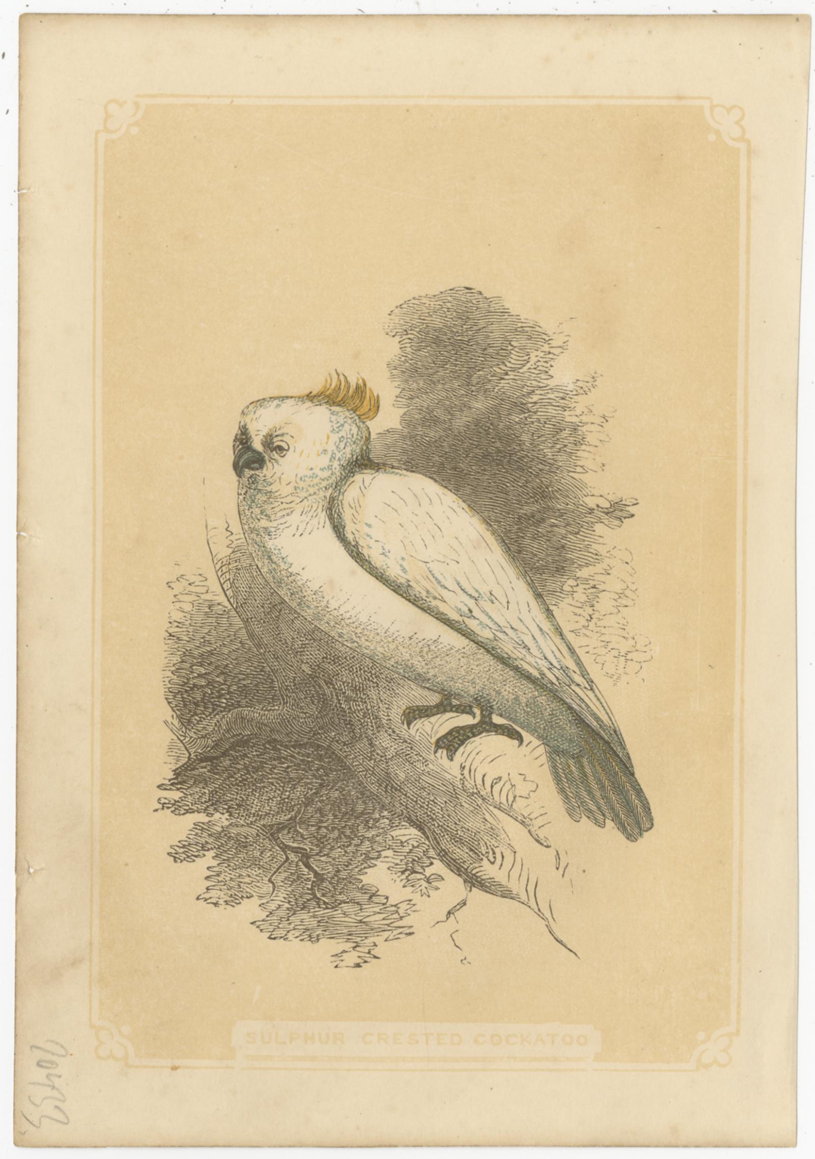 XIXe siècle Ensemble de 3 estampes anciennes d'oiseaux, perroquet et perroquet, par Bicknell, datant d'environ 1855 en vente