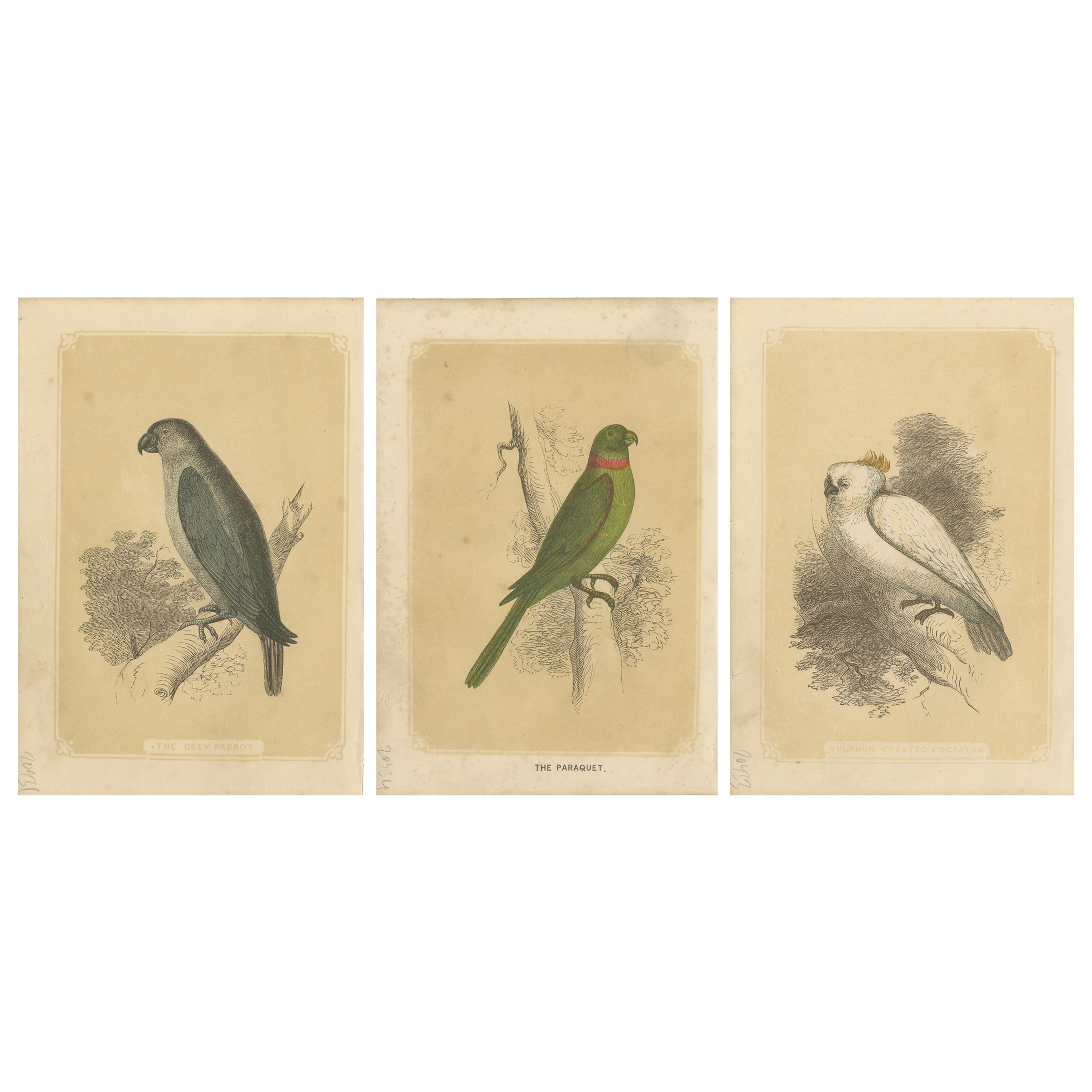 Ensemble de 3 estampes anciennes d'oiseaux, perroquet et perroquet, par Bicknell, datant d'environ 1855