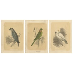 Set of 3 Antique Bird Prints, Parrot, Parakeet, by Bicknell, circa 1855