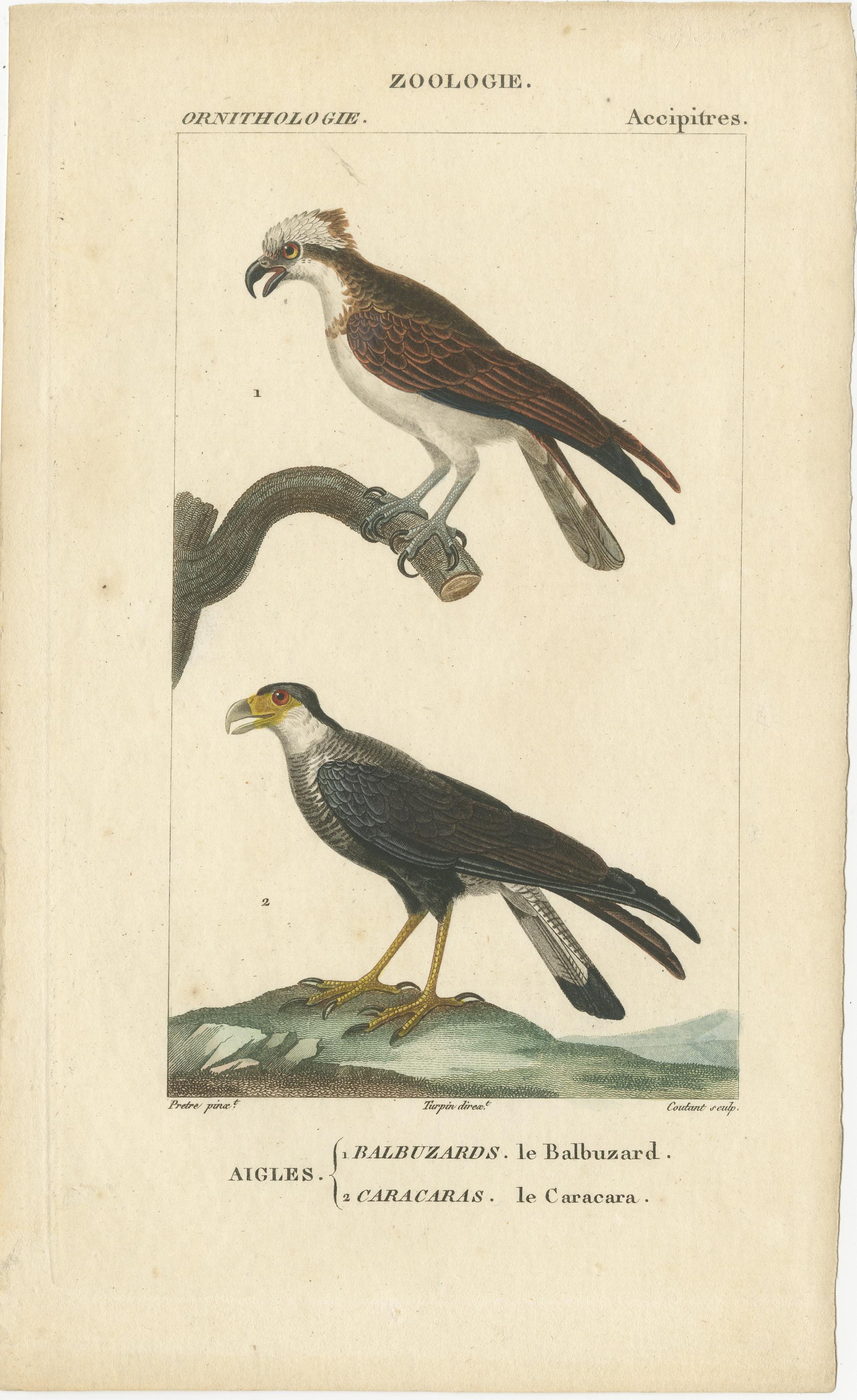 Satz von drei antiken Originaldrucken mit dem Titel 'Zoologie, Ornithologie, Grimpeurs - Passereaux - Accipitres'. Diese Drucke zeigen Papageien, den schwarzen Sichelschnabel, Wiedehopf, Fischadler und Karakara. Diese Drucke stammen aus dem
