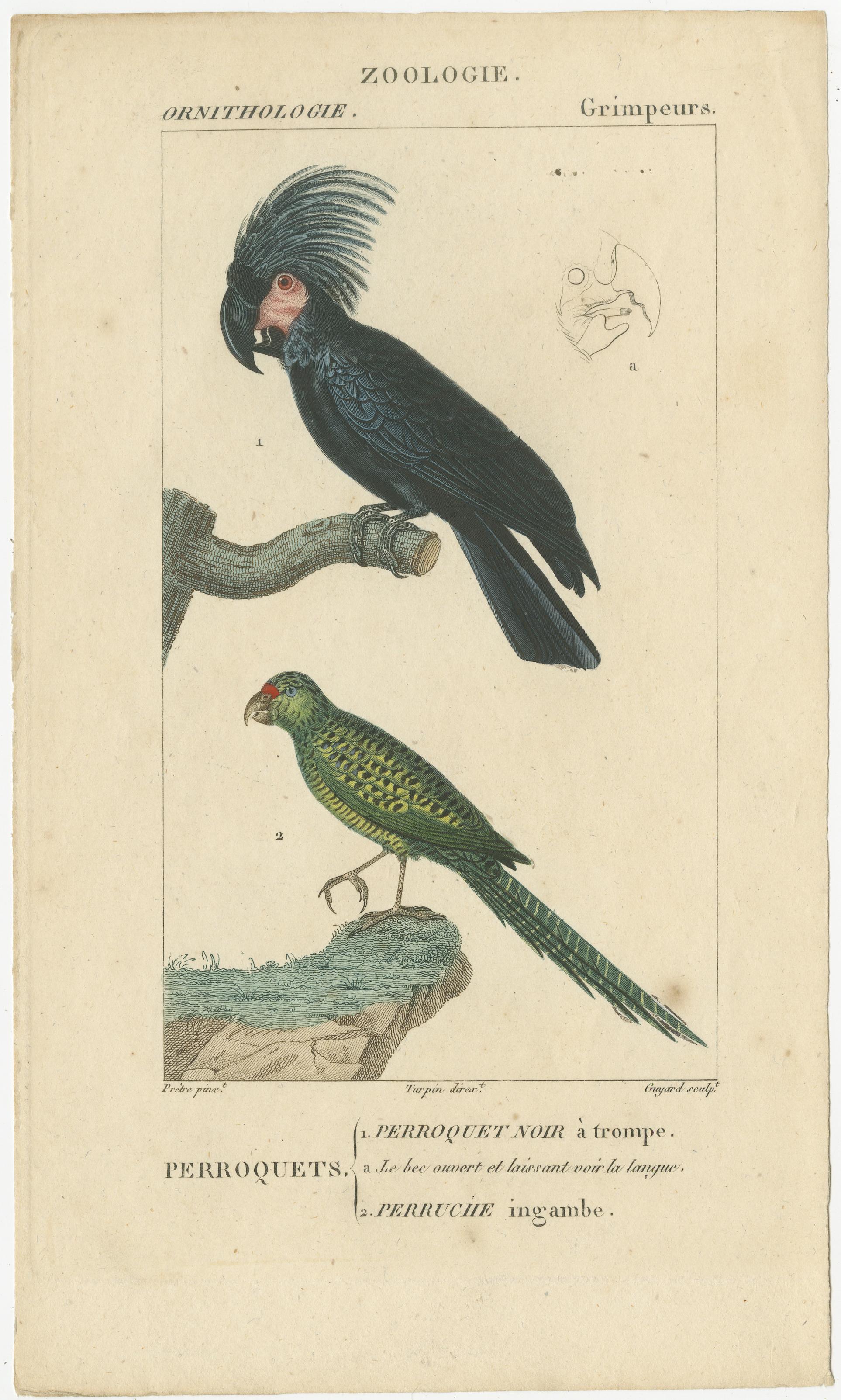 Satz von 3 antiken Vogeldrucken - Papageien - Sperlingsvögel - Raubvögel, um 1820 im Zustand „Relativ gut“ im Angebot in Langweer, NL