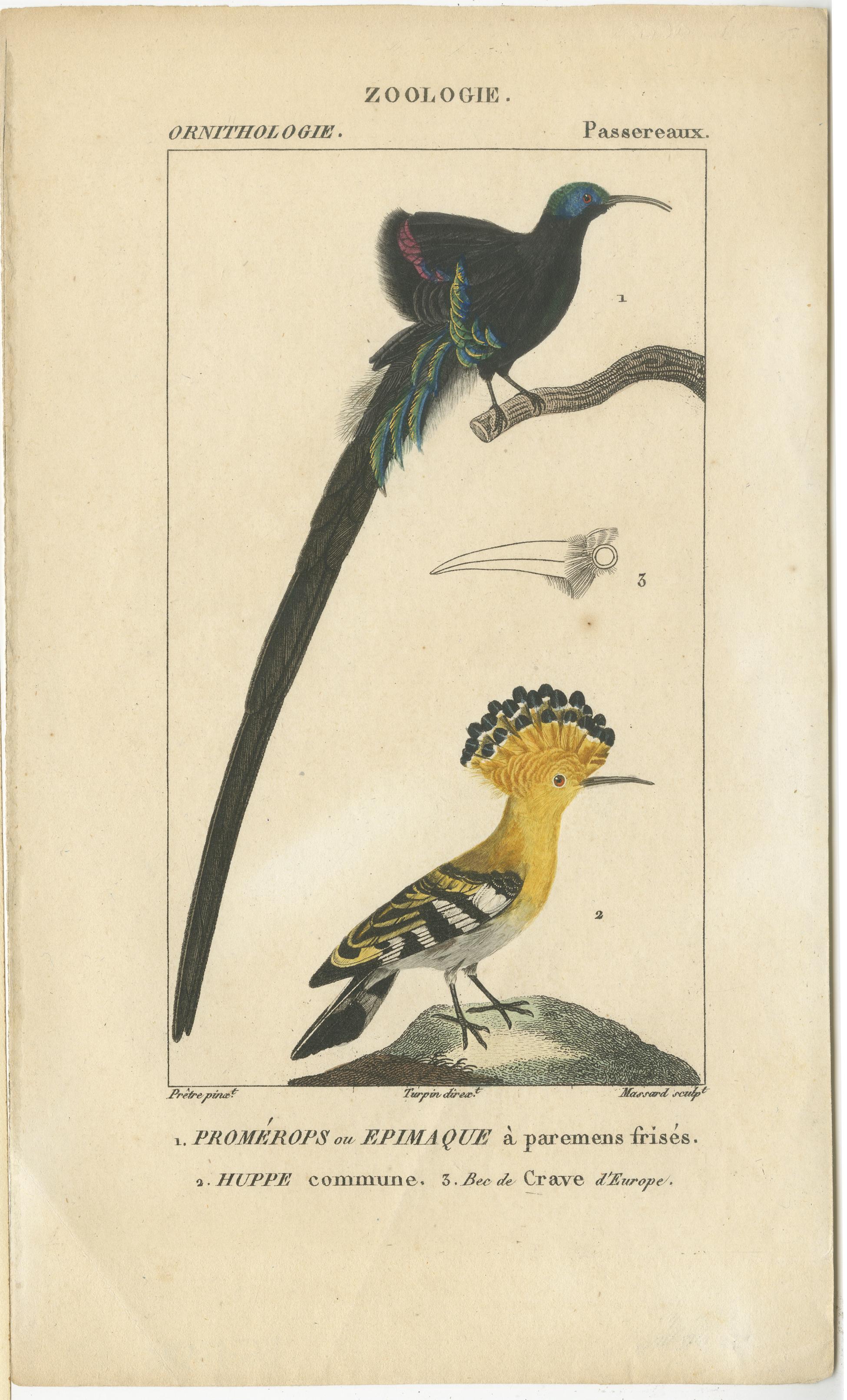 Satz von 3 antiken Vogeldrucken - Papageien - Sperlingsvögel - Raubvögel, um 1820 (19. Jahrhundert) im Angebot