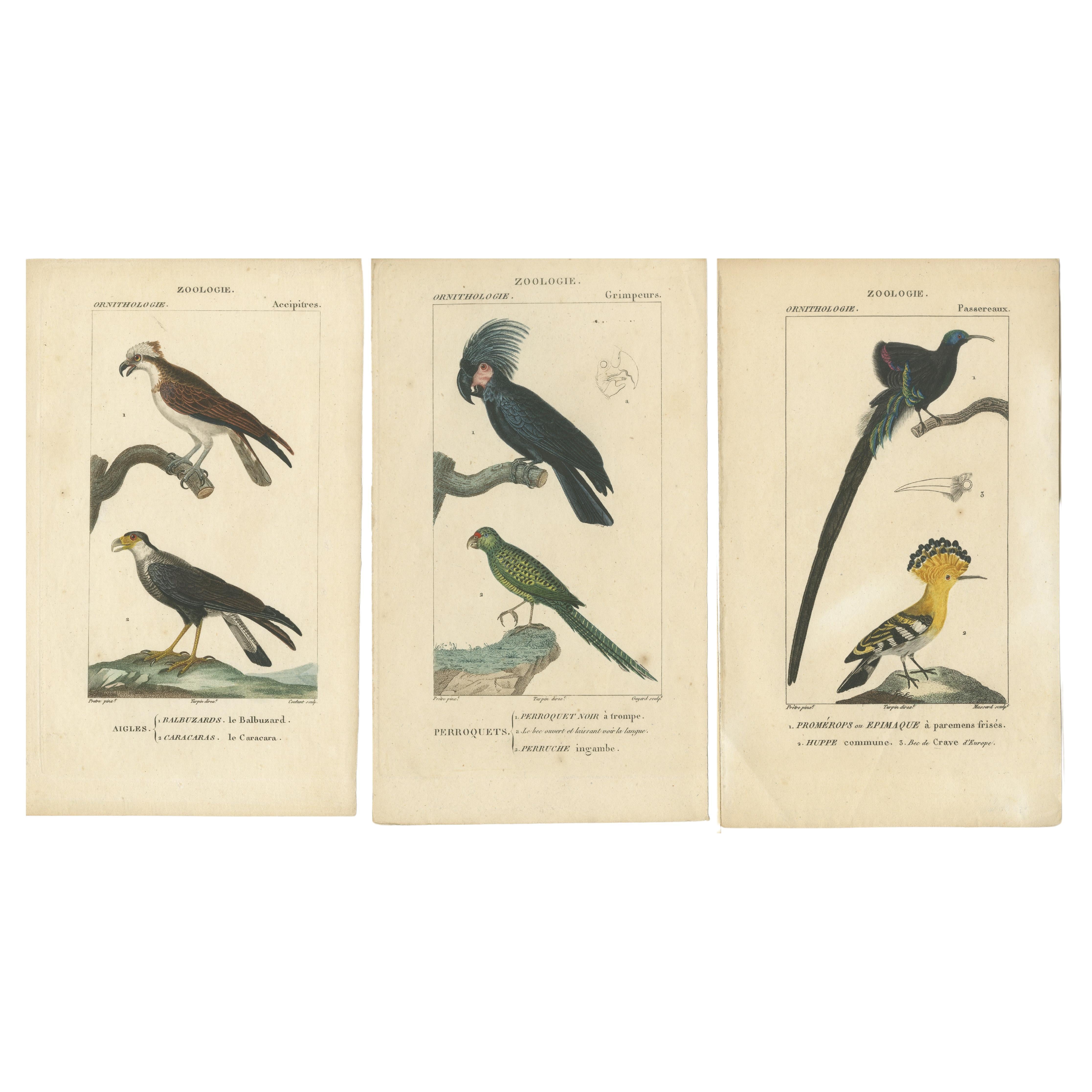 Satz von 3 antiken Vogeldrucken - Papageien - Sperlingsvögel - Raubvögel, um 1820 im Angebot