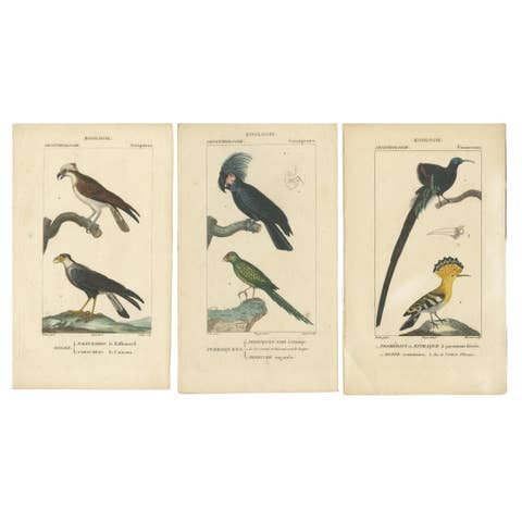 Set of 3 Antique Bird Prints - Parrots - Passerines - Birds of Prey, circa 1820