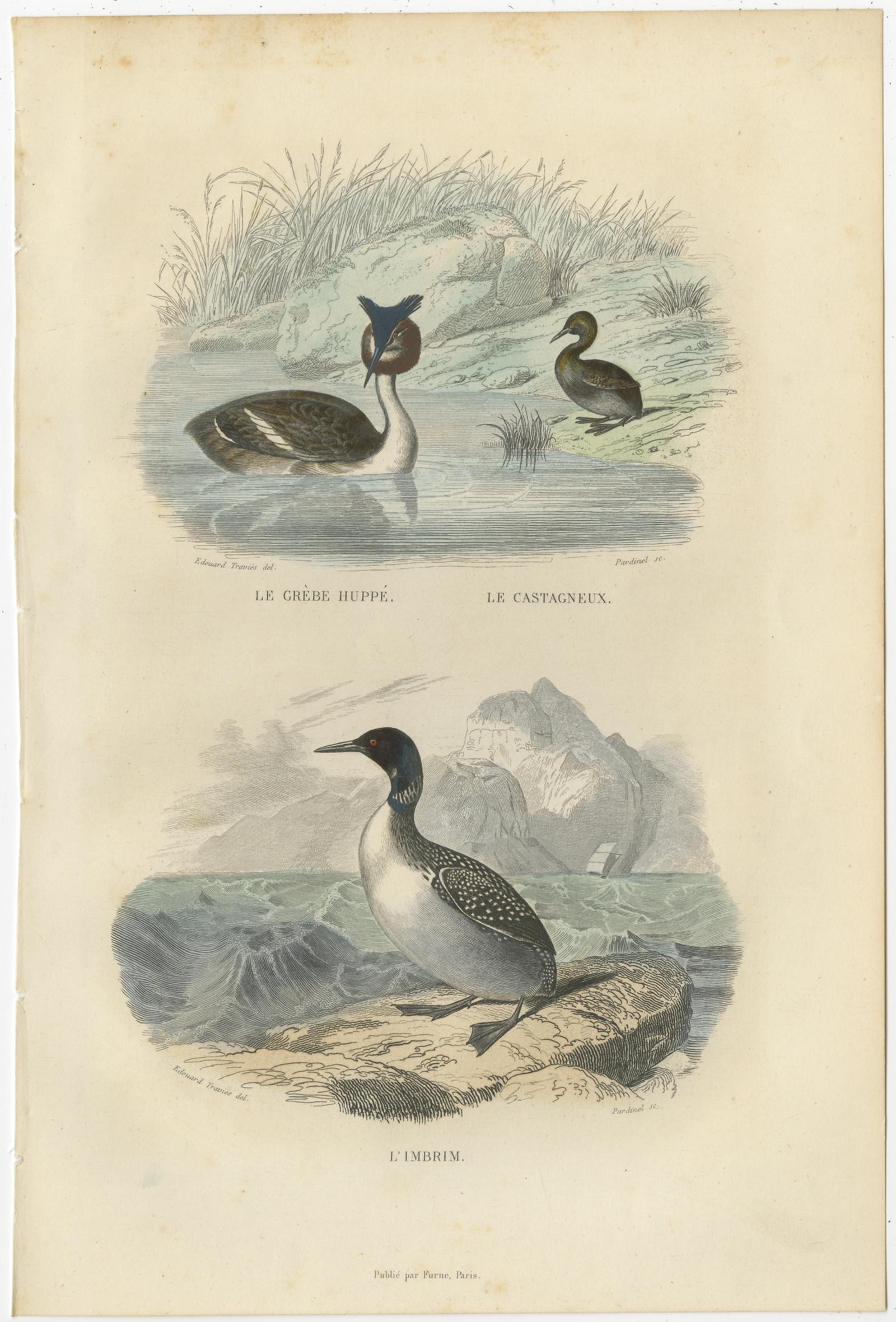 Set of three antique bird prints titled 'Le Pierre-Garin - La Frégate, Le Grèbe Huppé - L'Imbrim, Canard Femelle et ses Petits - l'Oie Sauvage'. It shows the Tern, Frigatebird, the Great Crested Grebe and other water birds. These prints originate
