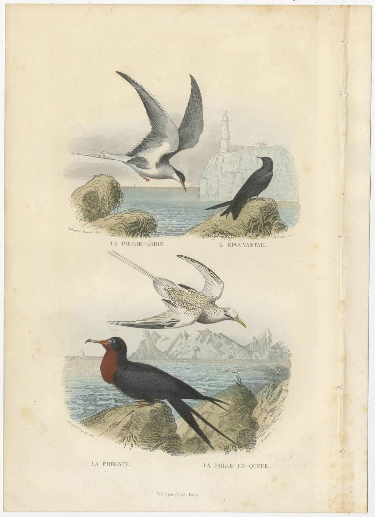 Set of 3 Antique Bird Prints Tern, Frigatebird, Great Crested Grebe by Buffon