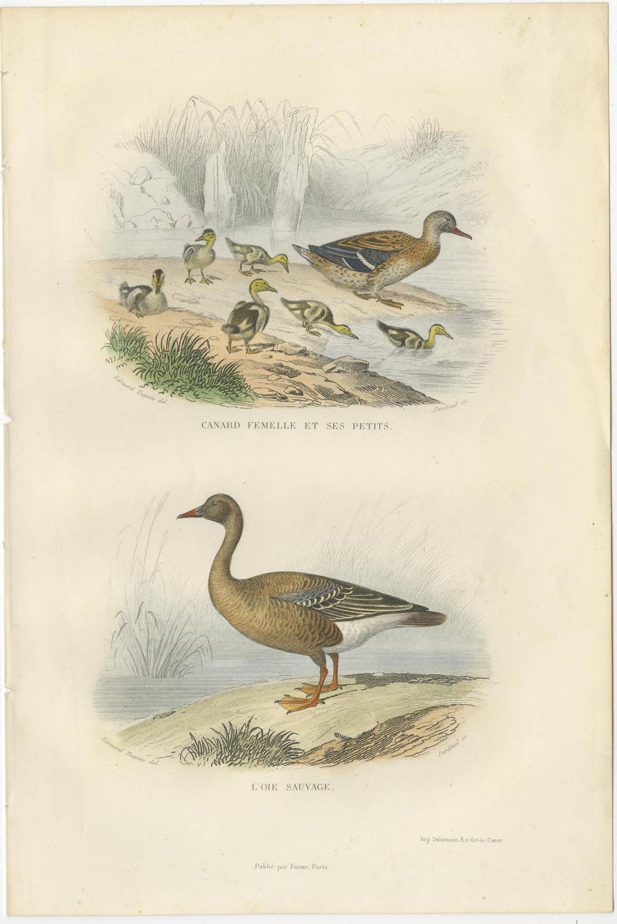 Set of 3 Antique Bird Prints Tern, Frigatebird, Great Crested Grebe by Buffon