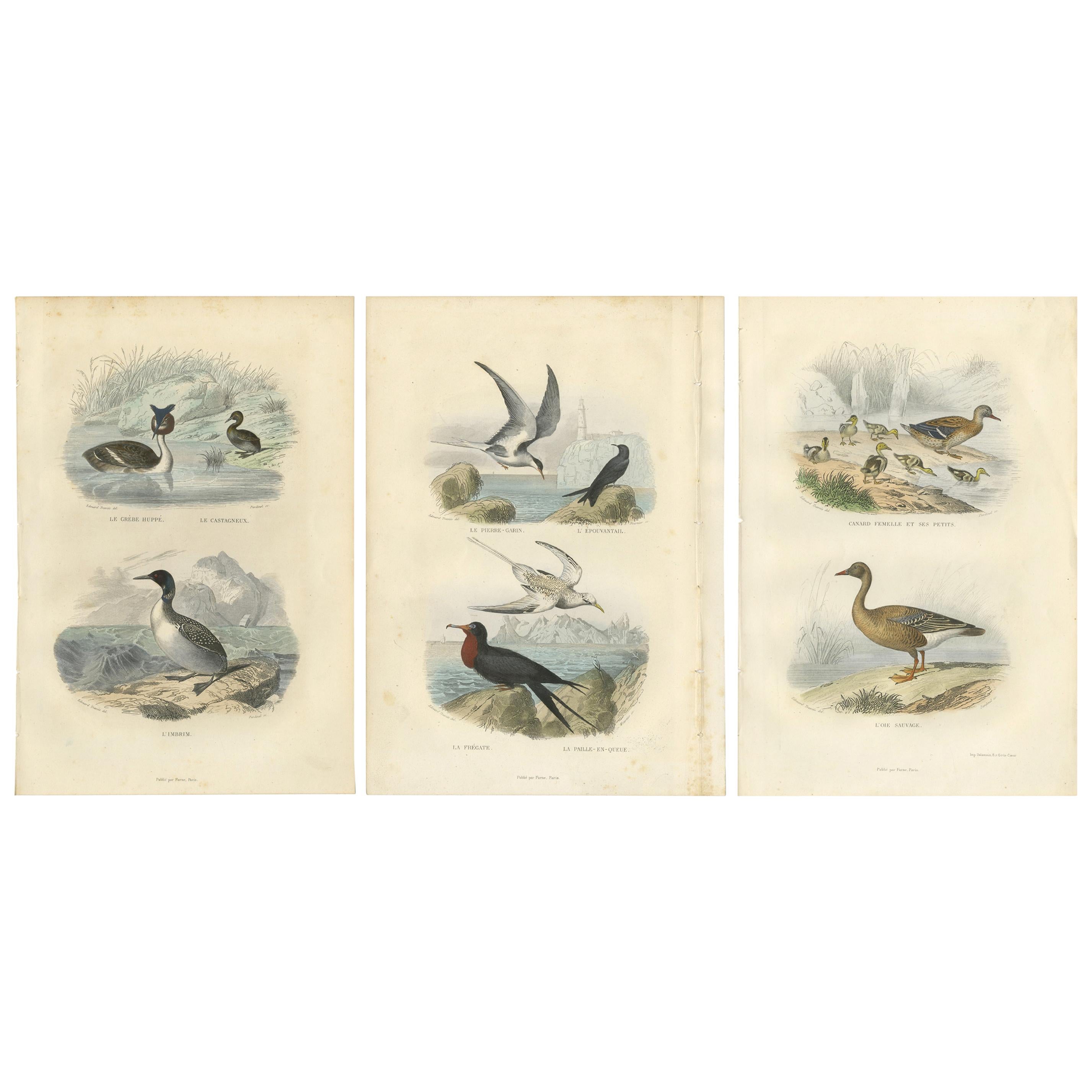 Set of 3 Antique Bird Prints Tern, Frigatebird, Great Crested Grebe by Buffon