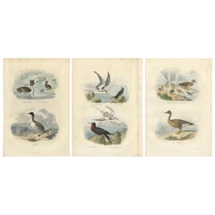 Ensemble de 3 imprimés anciens d'oiseaux Tern, Frigatebird, Great Crested Grebe de Buffon