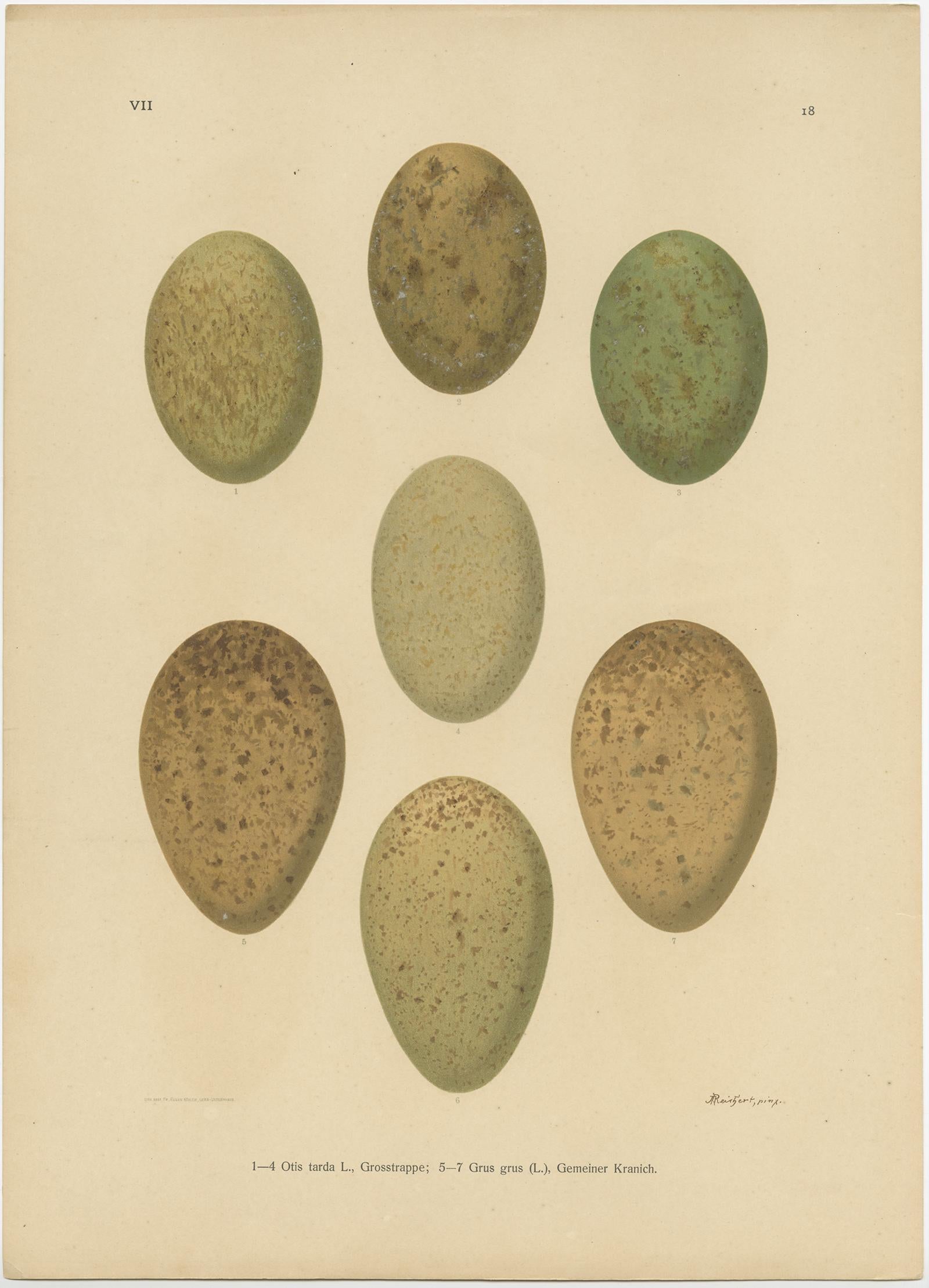 The set of three antique prints depicting various bird's eggs is a fine example of the detailed ornithological work that Johann Andreas Naumann, son of Johann Friedrich Naumann, contributed to the updated versions of his father's comprehensive and