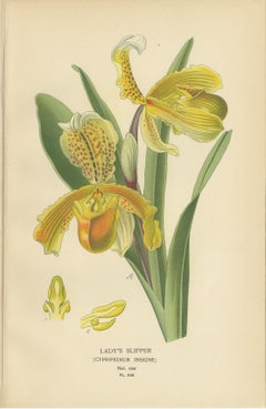 Set of 3 Antique Botanical Prints 1897 – Lady’s Slipper, Maranta & Canna