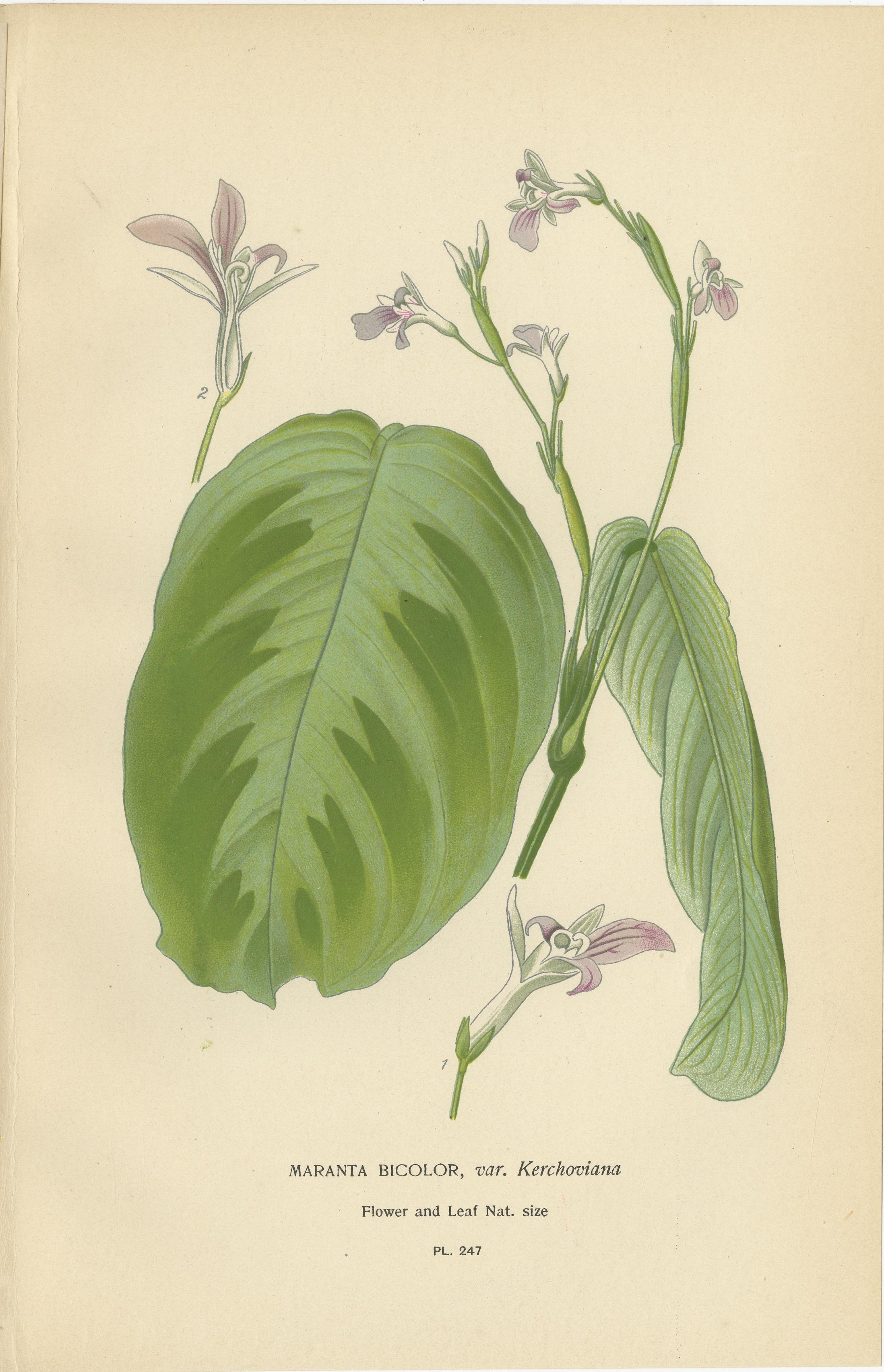 Inglese Set di 3 stampe botaniche antiche 1897 - Pantofola della signora, Maranta e Canna in vendita