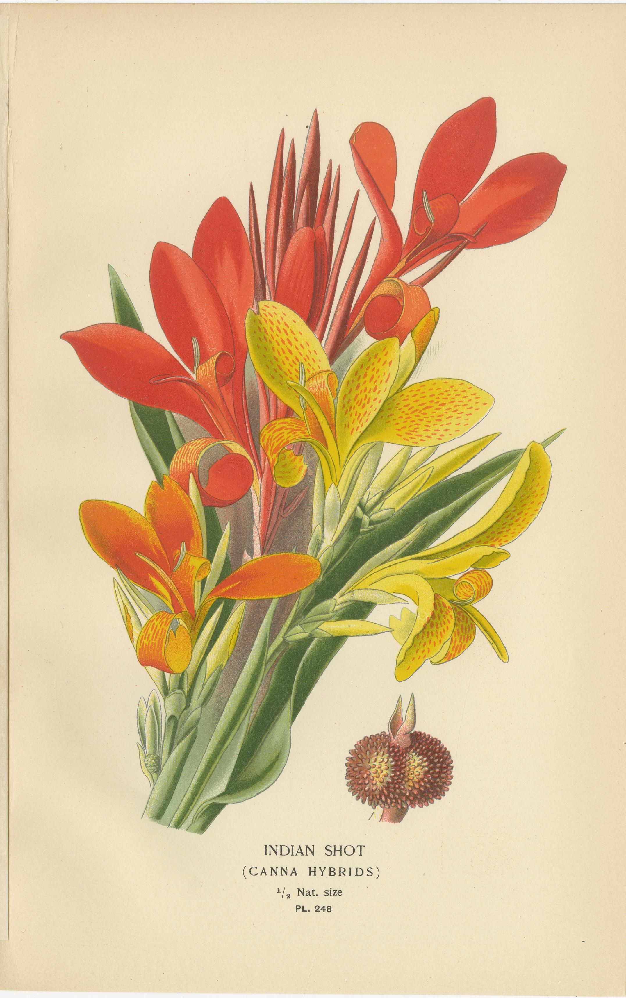 Set di 3 stampe botaniche antiche 1897 - Pantofola della signora, Maranta e Canna In condizioni buone in vendita a Langweer, NL