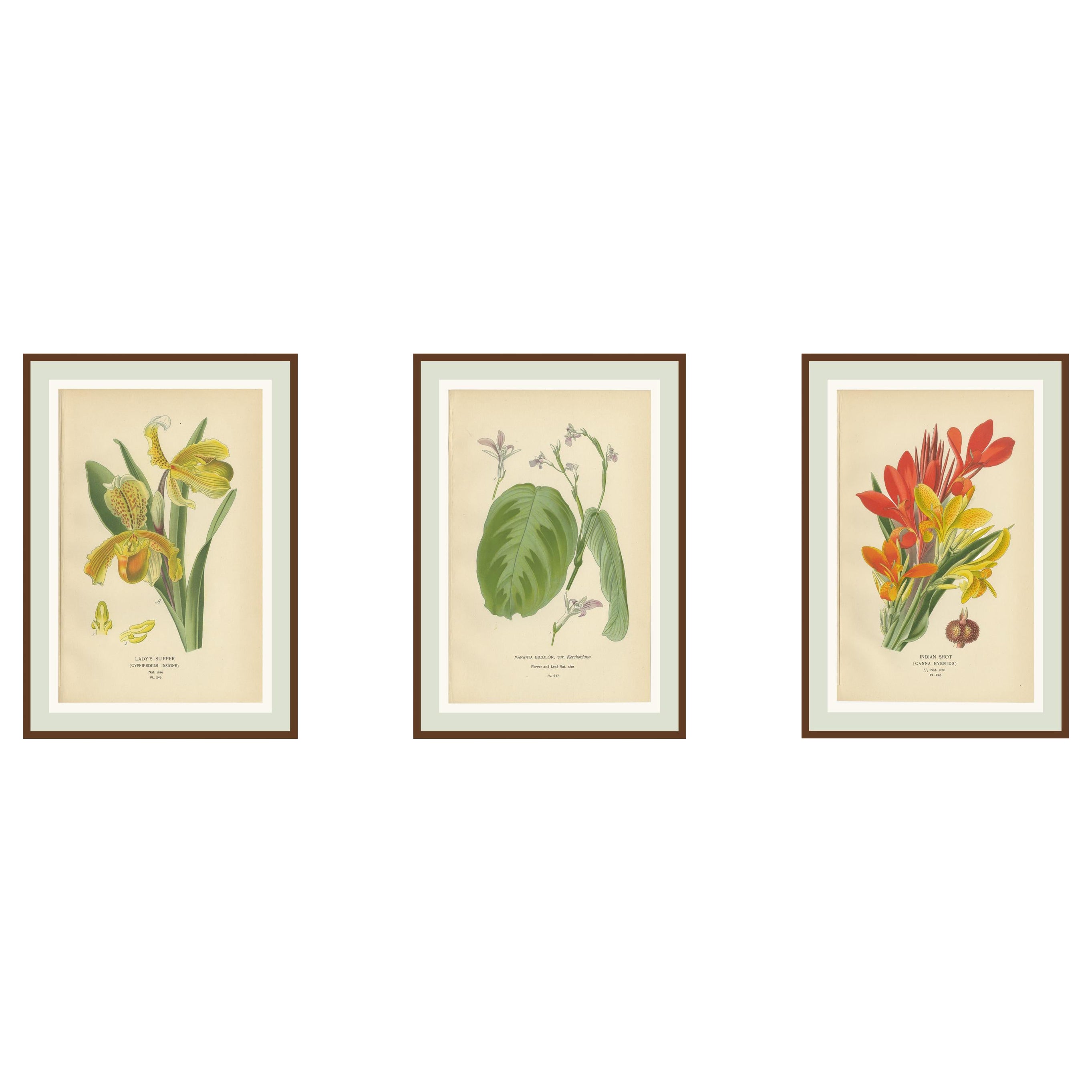 Set di 3 stampe botaniche antiche 1897 - Pantofola della signora, Maranta e Canna in vendita