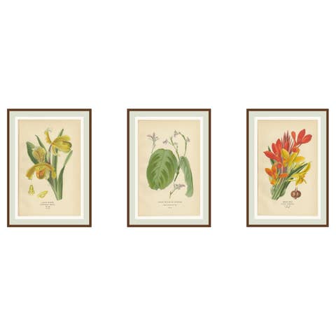 Set of 3 Antique Botanical Prints 1897 – Lady’s Slipper, Maranta & Canna