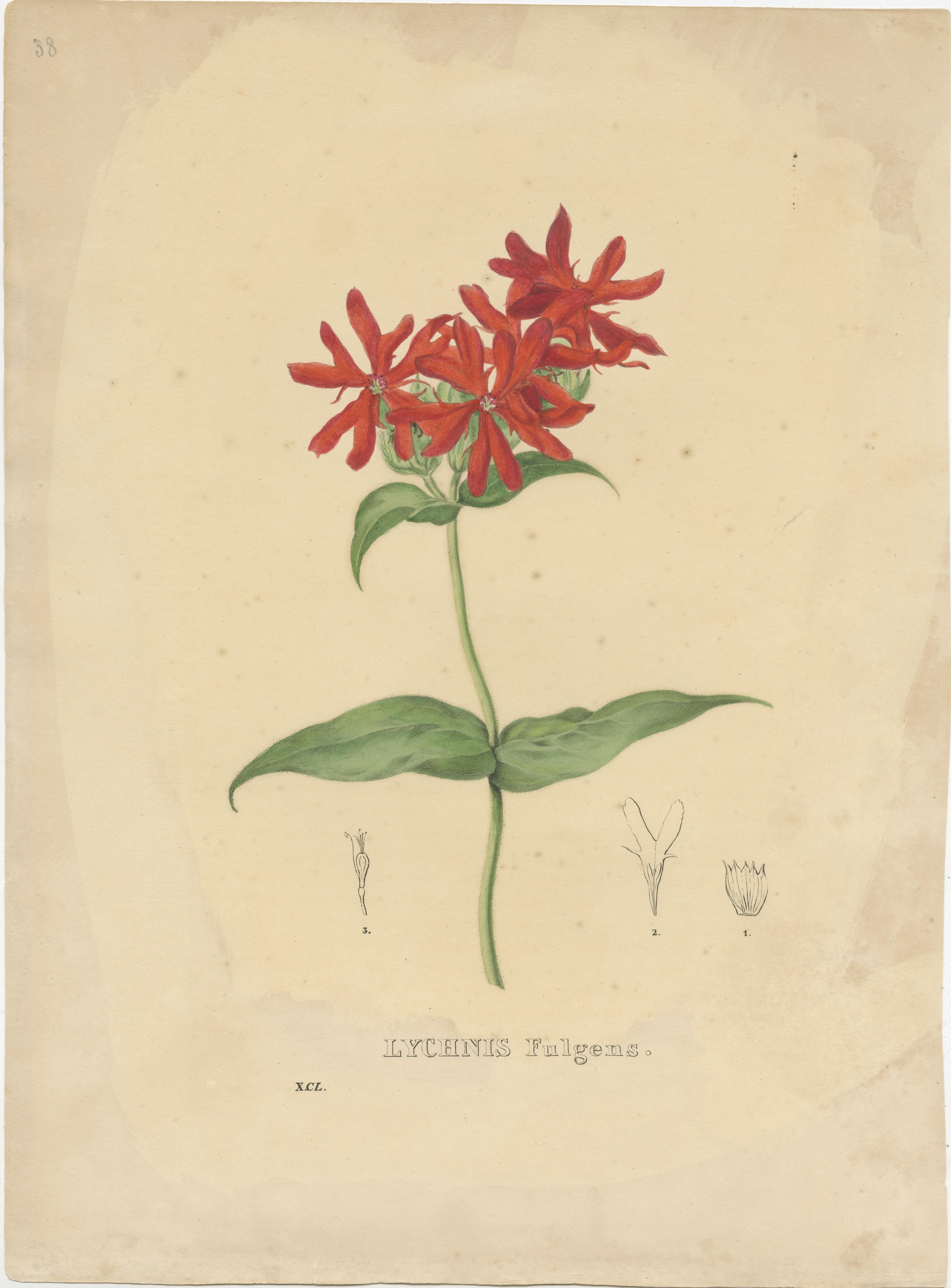 19th Century Set of 3 Antique Botanical Prints of the Chinese Primrose and others