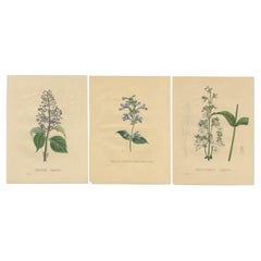Set of 3 Antique Botanical Prints of the Husker Red and others