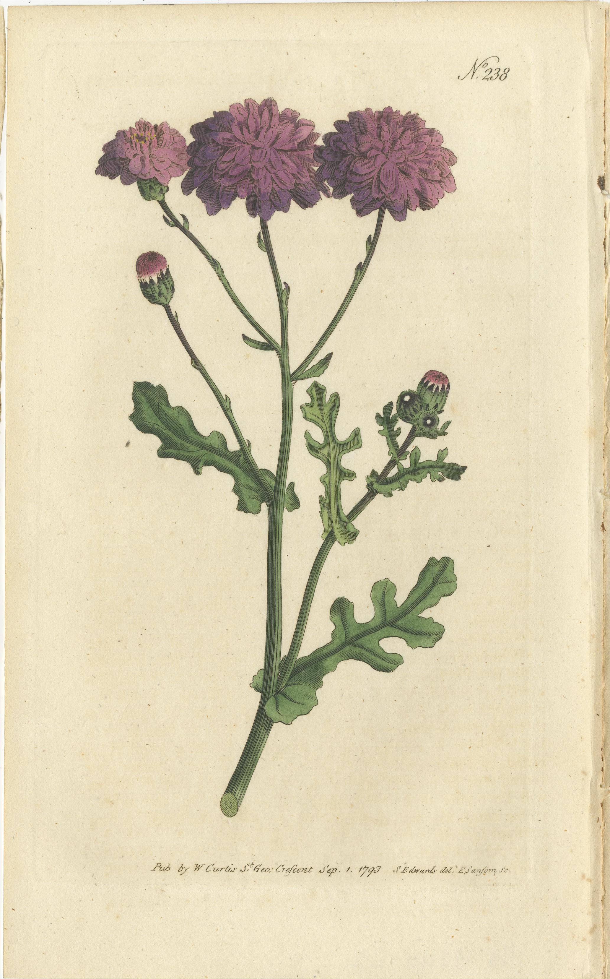 Engraved Set of 3 Antique Botany Prints, Bellflower, Ragwort, Mullein