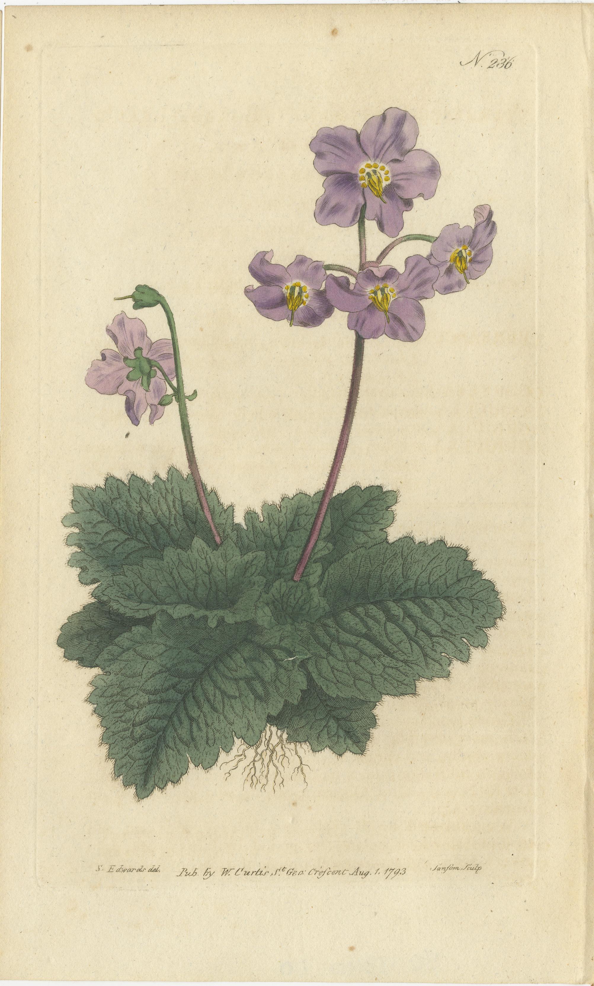 Set of 3 Antique Botany Prints, Bellflower, Ragwort, Mullein In Good Condition In Langweer, NL