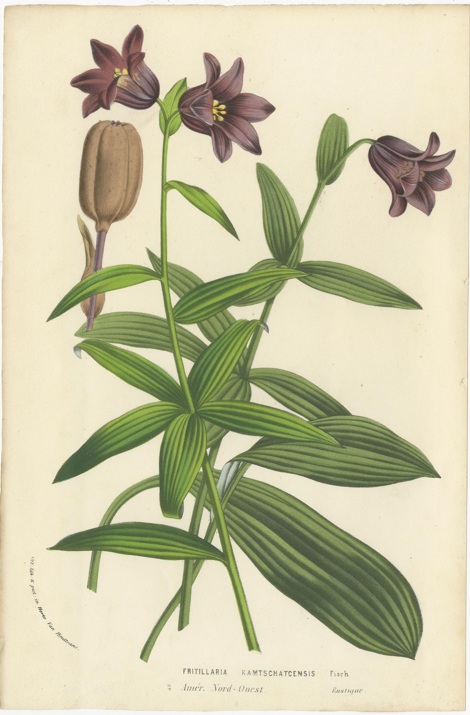 Satz von drei antiken botanischen Drucken mit dem Titel 'Fritillaria Kamtschatscensis - Gladiolus Gandavensis - Pleroma Elegans'. Es zeigt Fritillaria camschatcensis (Schokoladenlilie), die Gladiole und Tibouchina elegans. Diese Drucke stammen aus