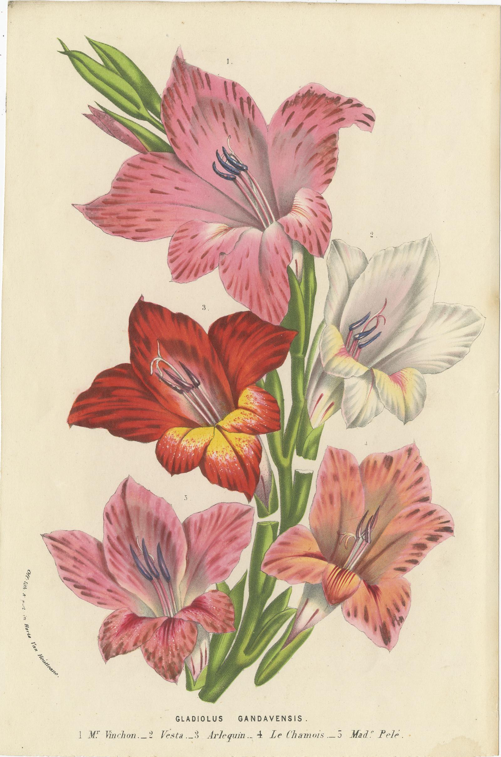 Satz von 3 antiken Botanikdrucken:: Schokoladenlilie:: Gladiole:: Tibouchina Elegans im Zustand „Gut“ im Angebot in Langweer, NL