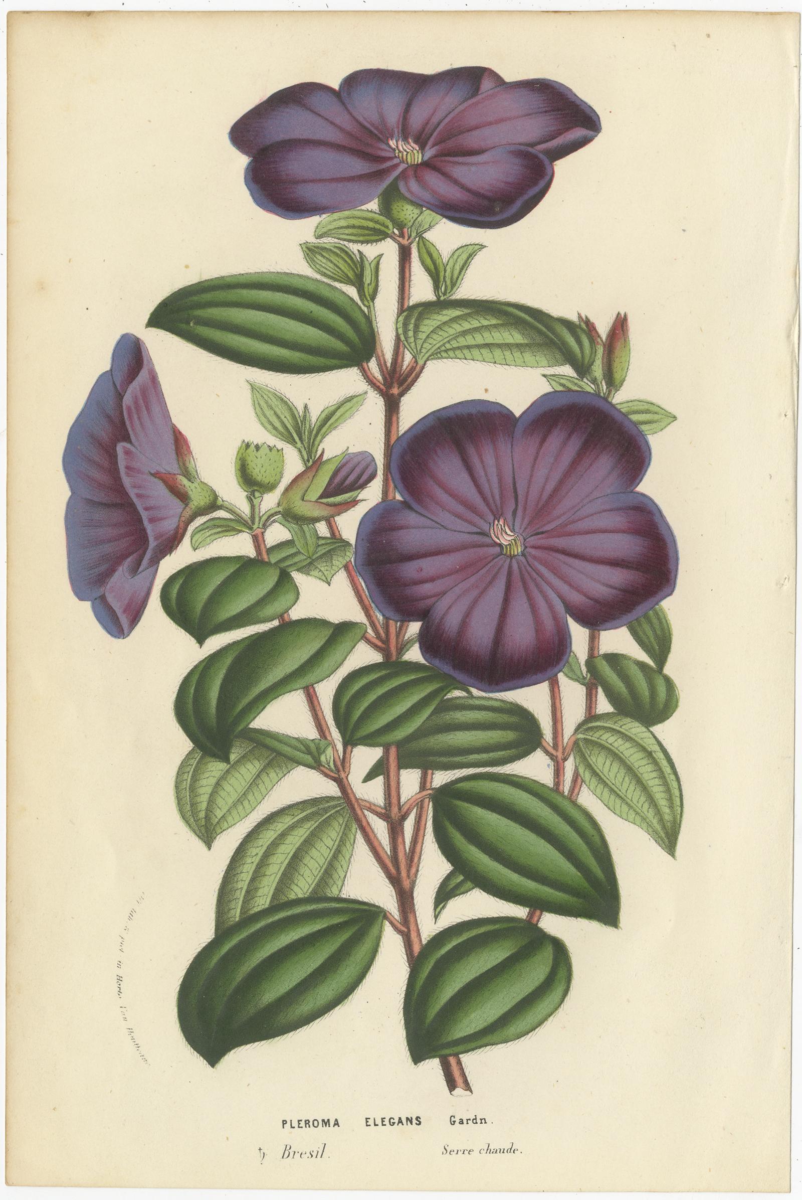 Satz von 3 antiken Botanikdrucken:: Schokoladenlilie:: Gladiole:: Tibouchina Elegans (19. Jahrhundert) im Angebot