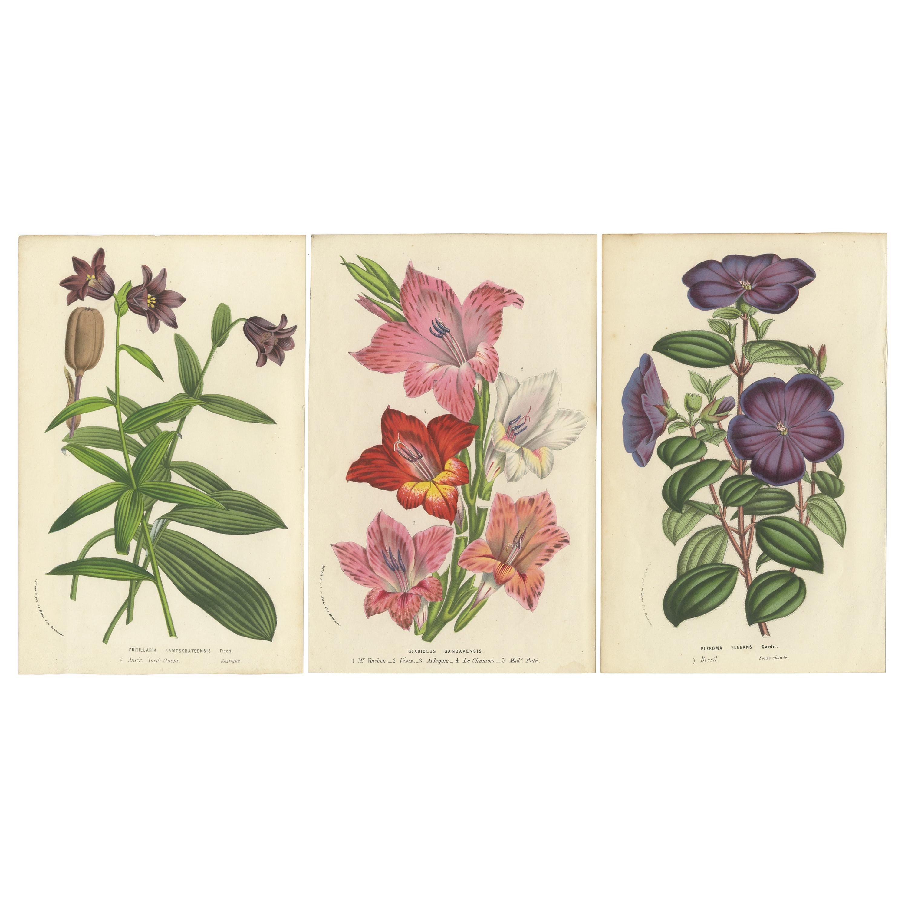 Set of 3 Antique Botany Prints, Chocolate Lily, Gladiolus, Tibouchina Elegans