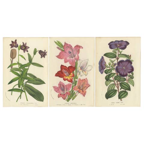 Set of 3 Antique Botany Prints, Chocolate Lily, Gladiolus, Tibouchina Elegans