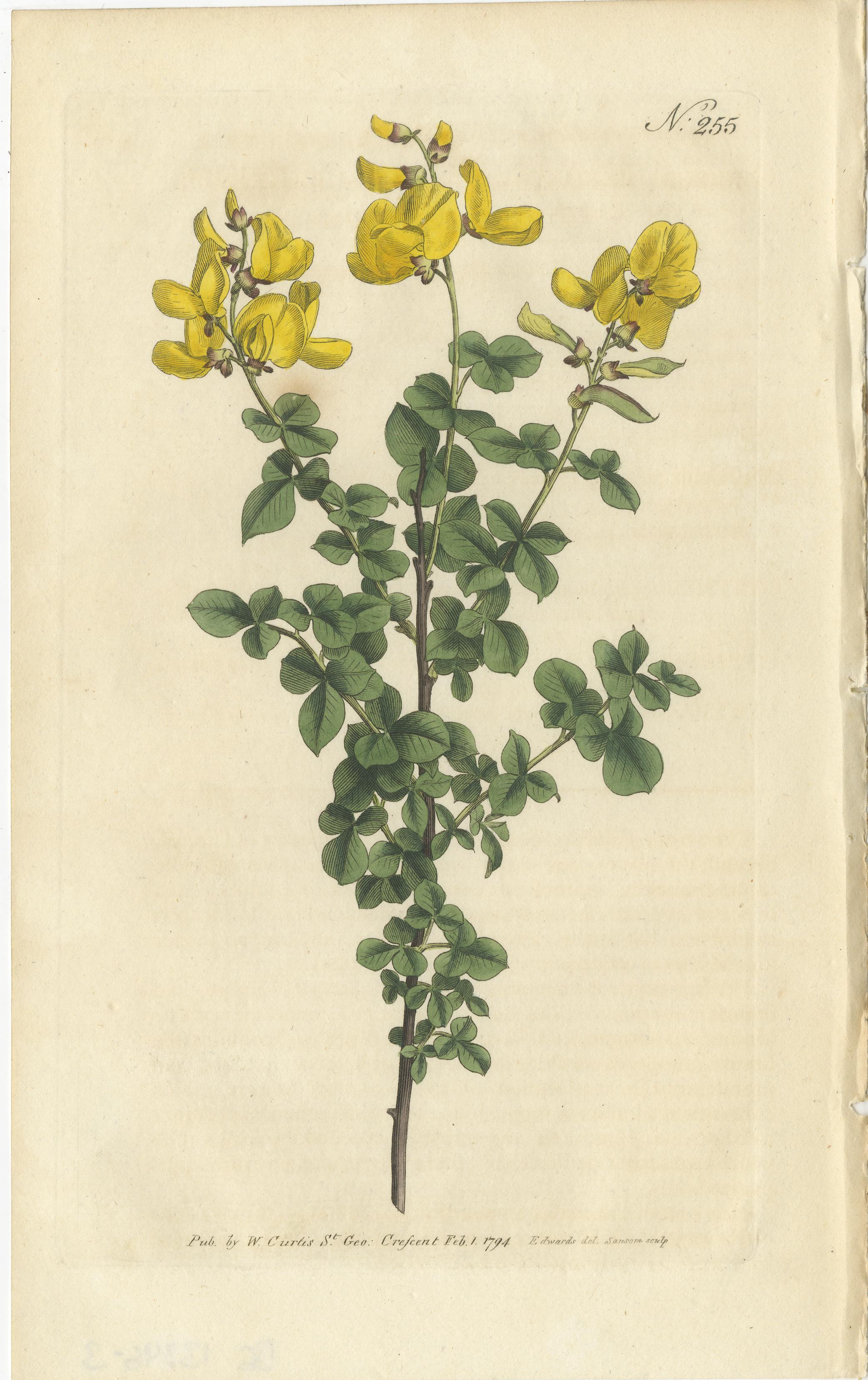 Set of 3 antique botany prints. It shows the Sessile-Leaved or Common Cytisus, Heart-Leaved Borbonia and the Beautoful Cistus. These prints originate from 'The Botanical Magazine; or Flower-Garden Displayed (..)' by William Curtis. Published 1794.