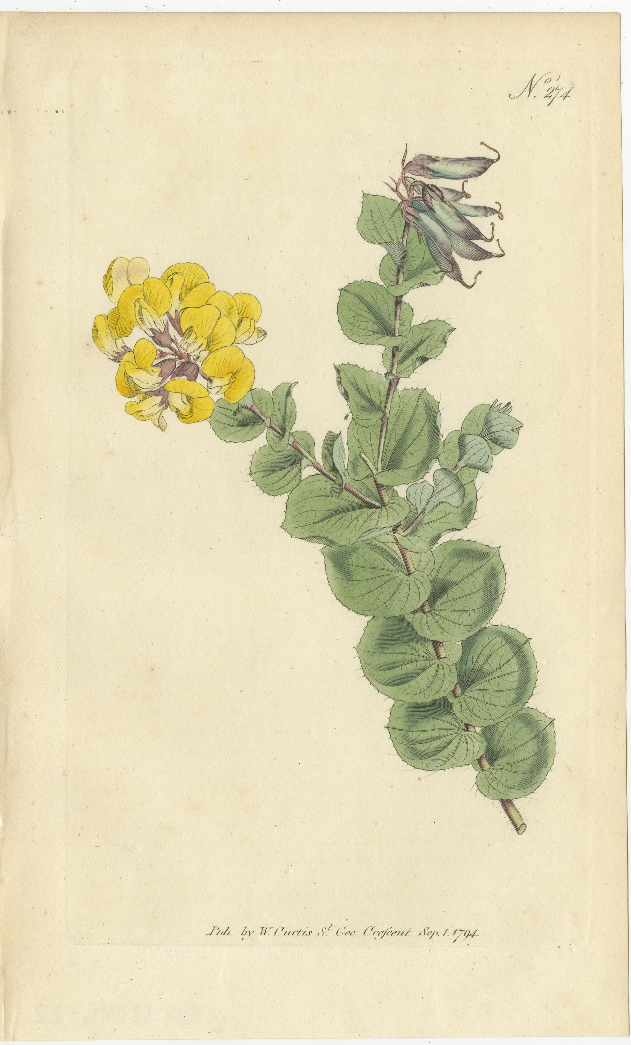 Engraved Set of 3 Antique Botany Prints, Common Cytisus, Borbonia, Cistus For Sale